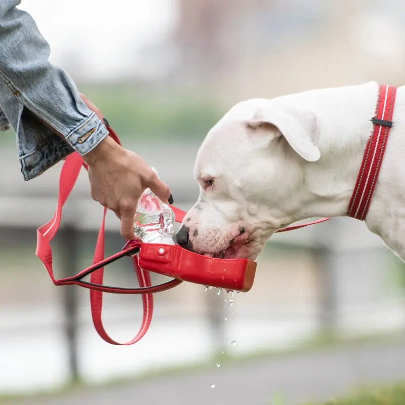 Collapsible Water Bottle GF PET