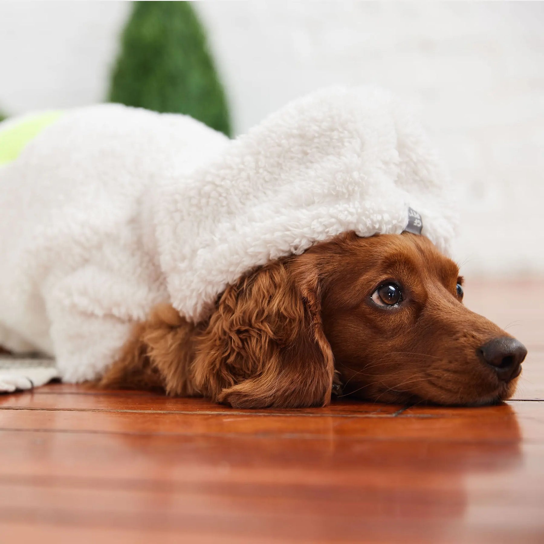 Cozy Dog Hoodie | Off White GF PET Apparel GF Pet Official Online Store