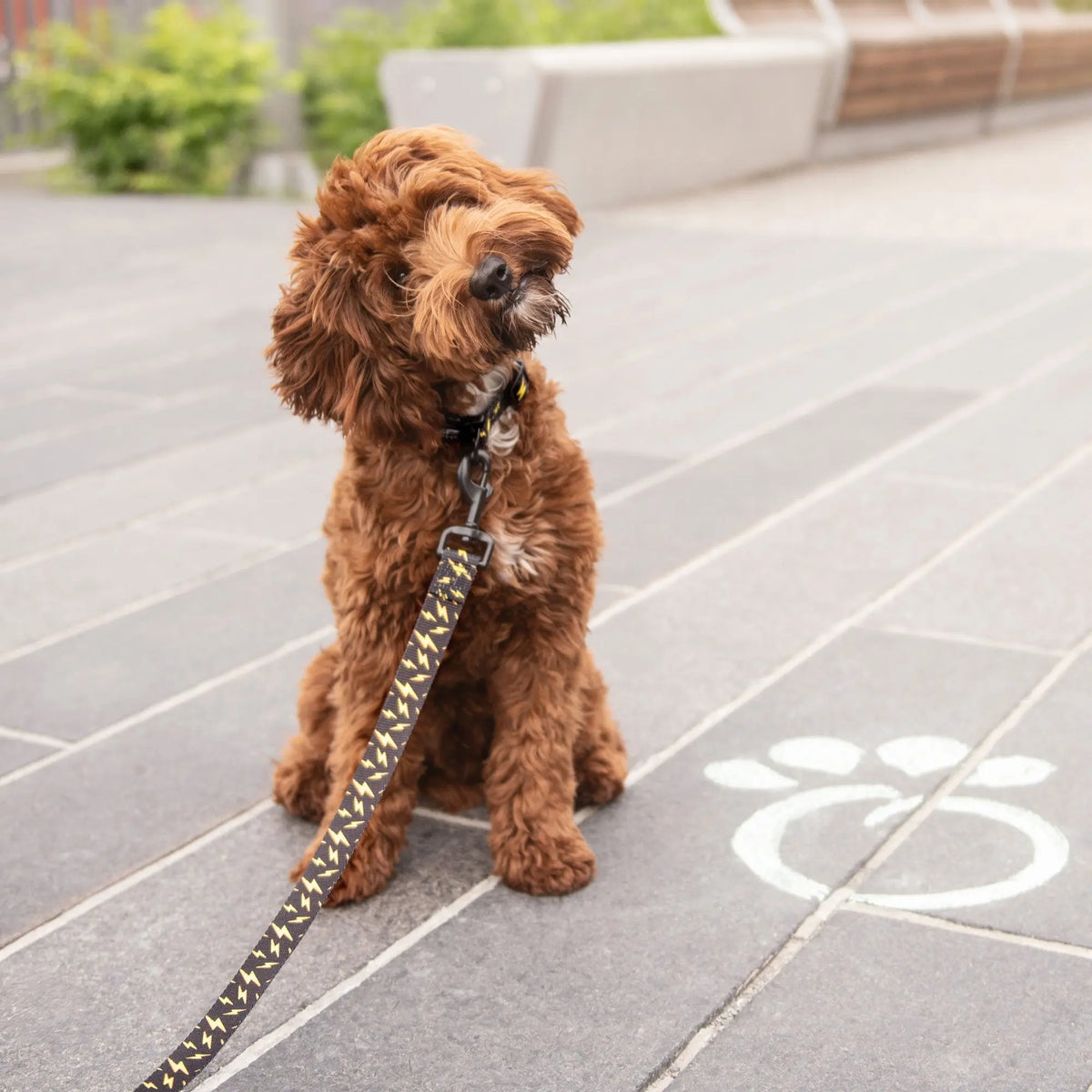 Dog Collar | Lightning Bolt GF PET