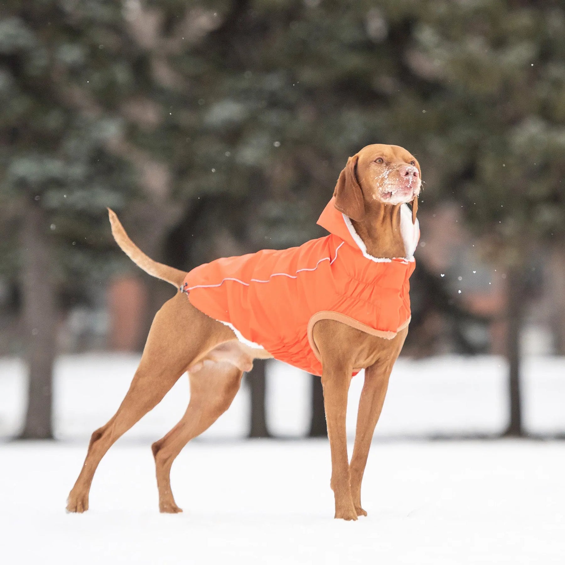 Insulated Dog Raincoat | Orange GF PET Apparel GF Pet Official Online Store