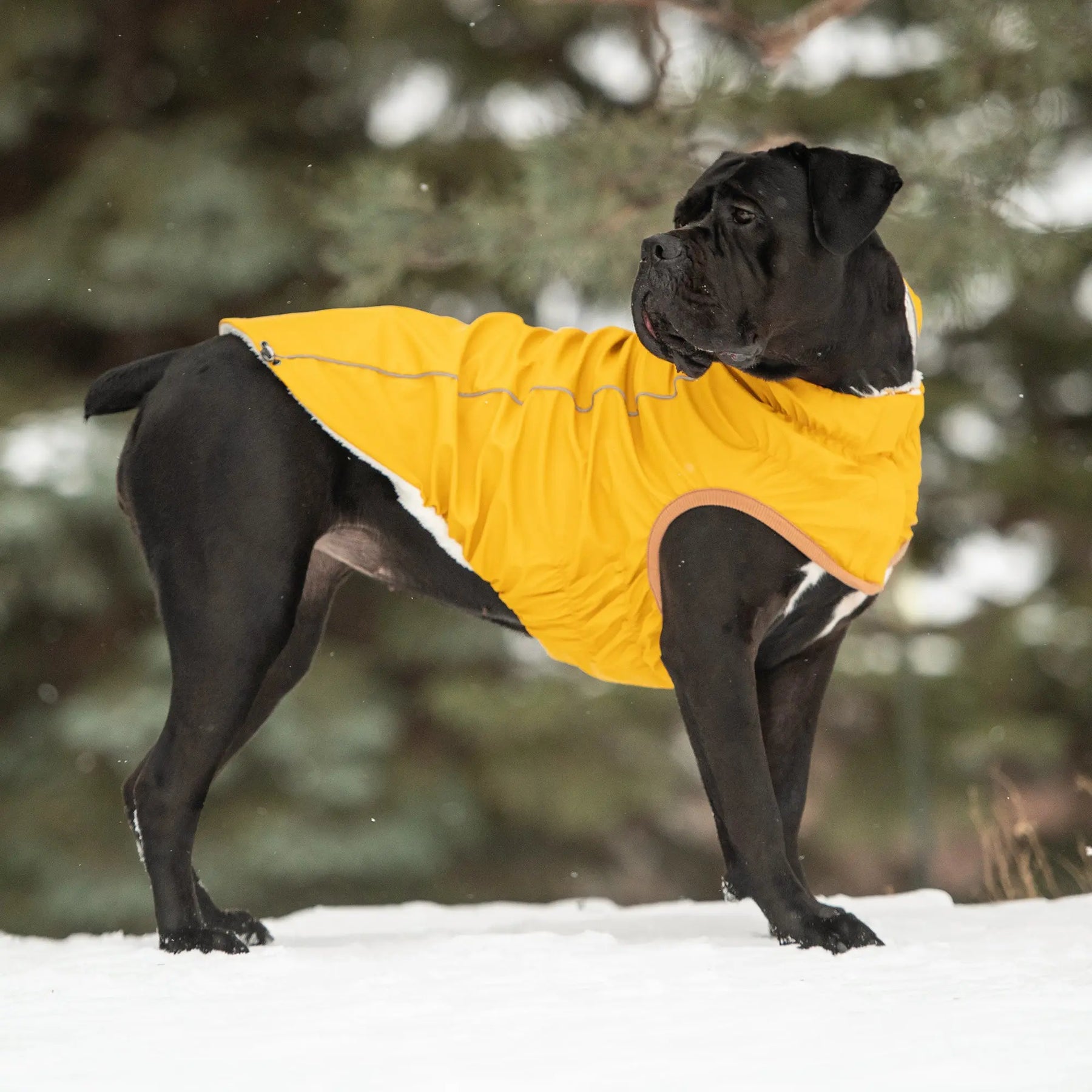 Insulated Dog Raincoat | Yellow GF PET Apparel GF Pet Official Online Store