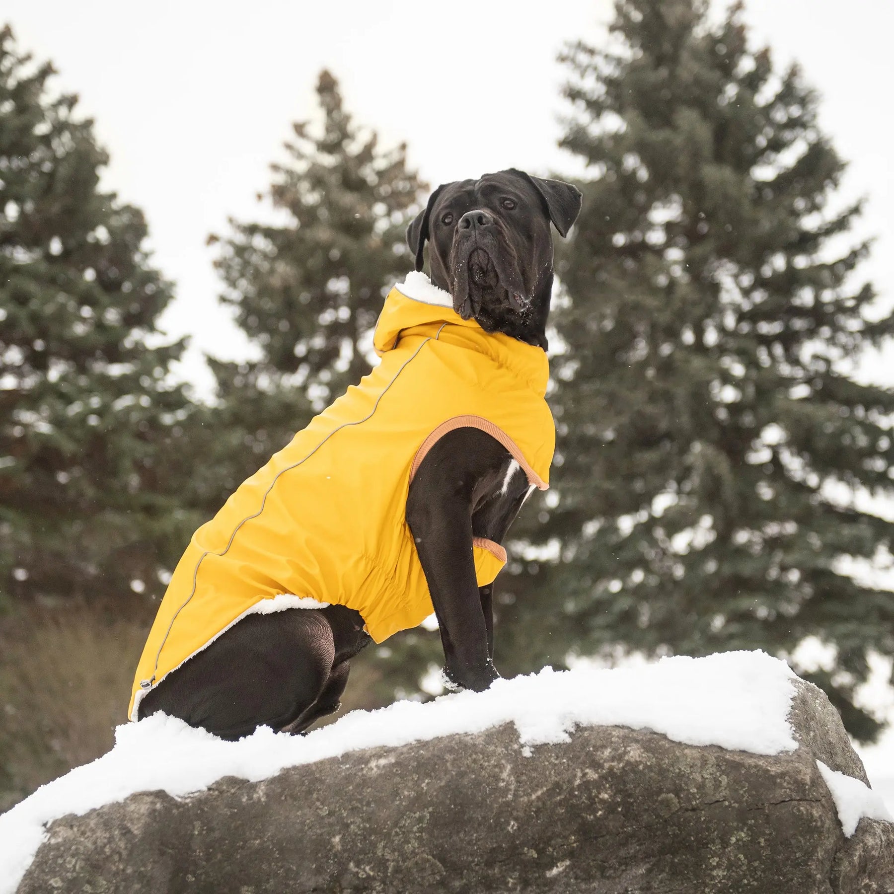 Insulated Dog Raincoat | Yellow GF PET Apparel GF Pet Official Online Store