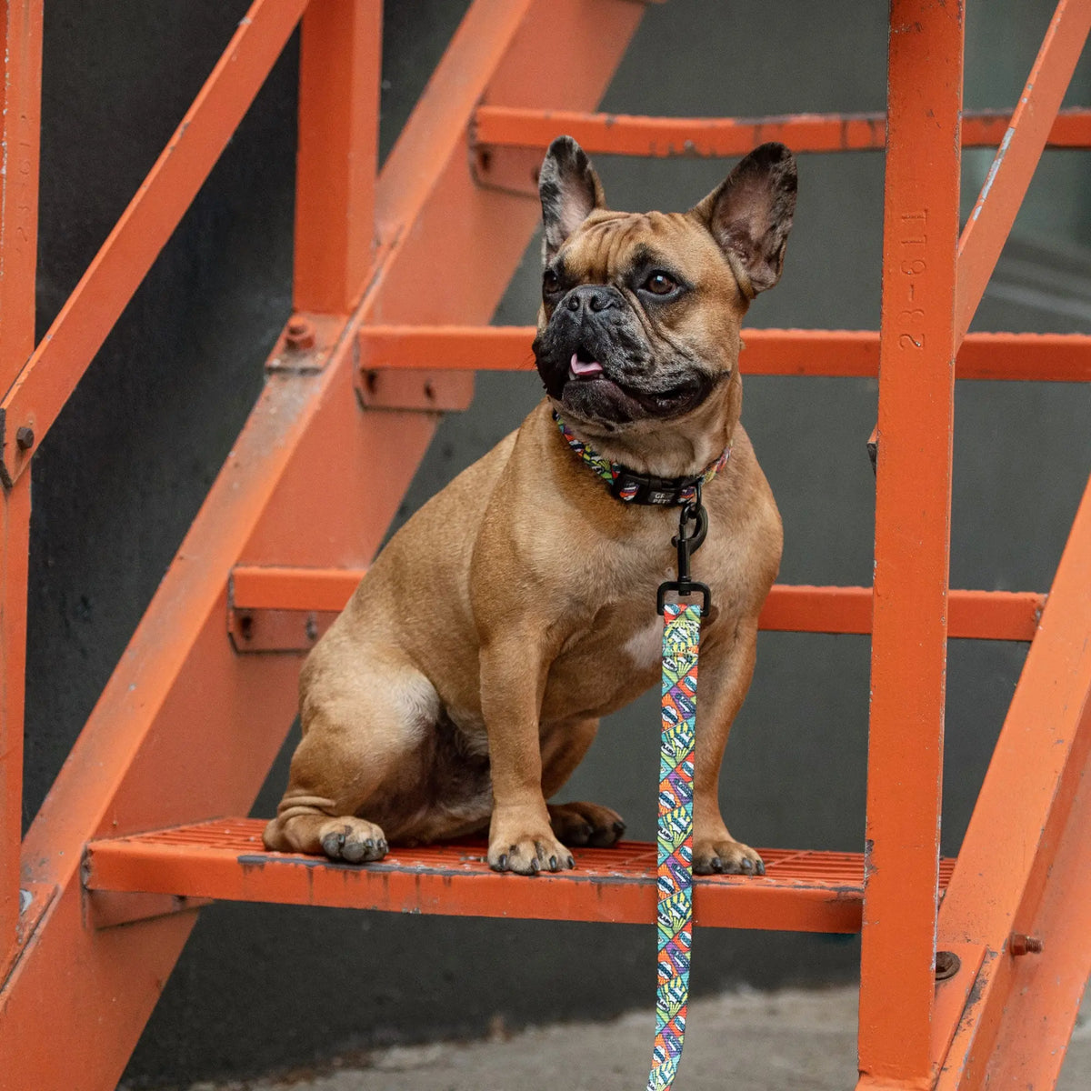 Printed Dog Collar | Comic Book GF PET