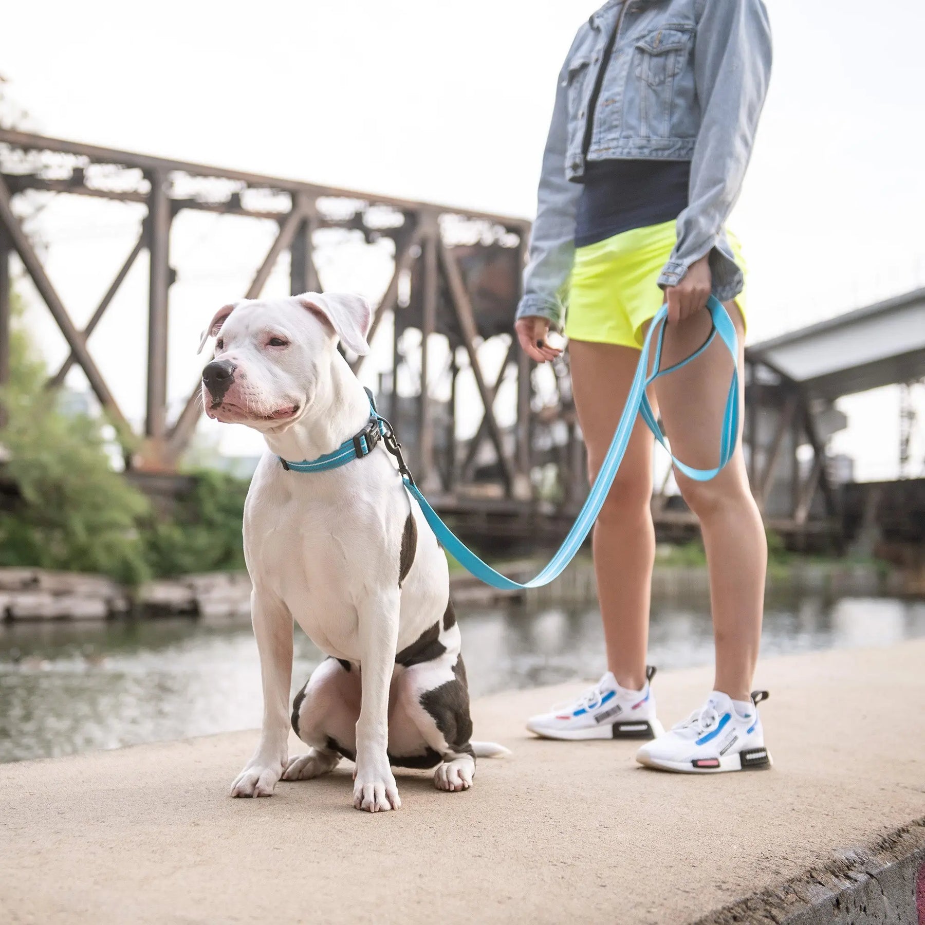 Reflective Dog Collar | Neon Blue GF PET
