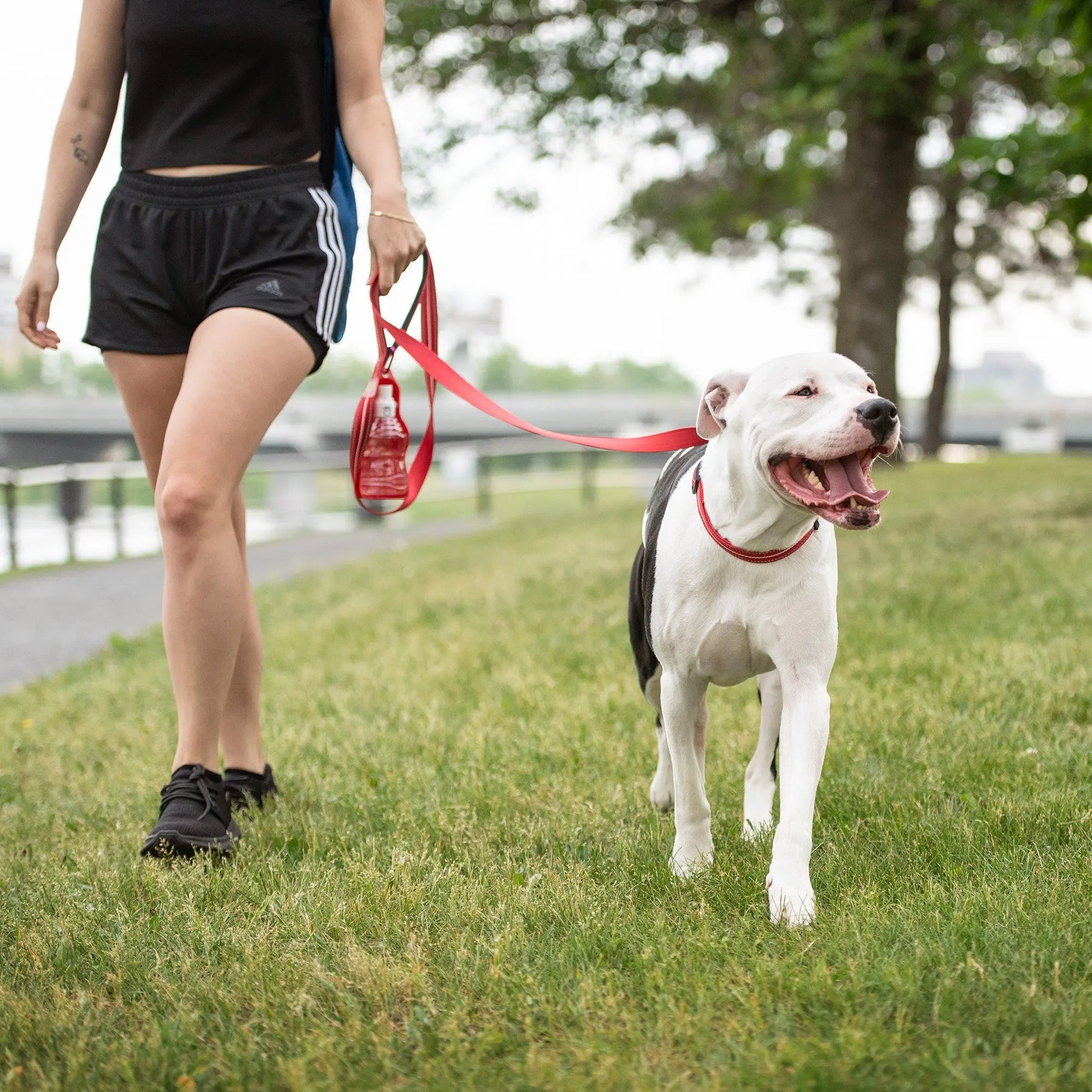 Reflective Dog Collar | Red GF PET