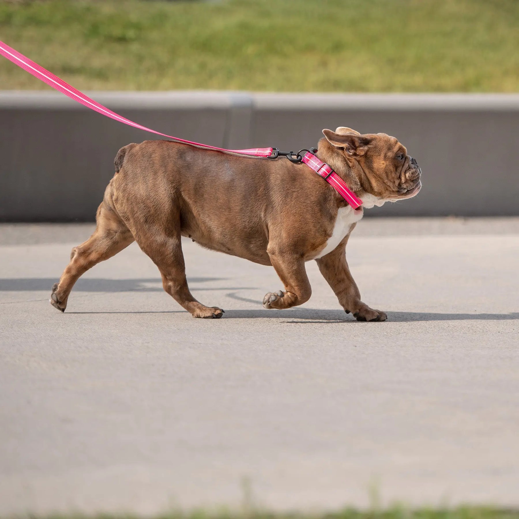 Reflective Dog Leash | Neon Pink GF PET
