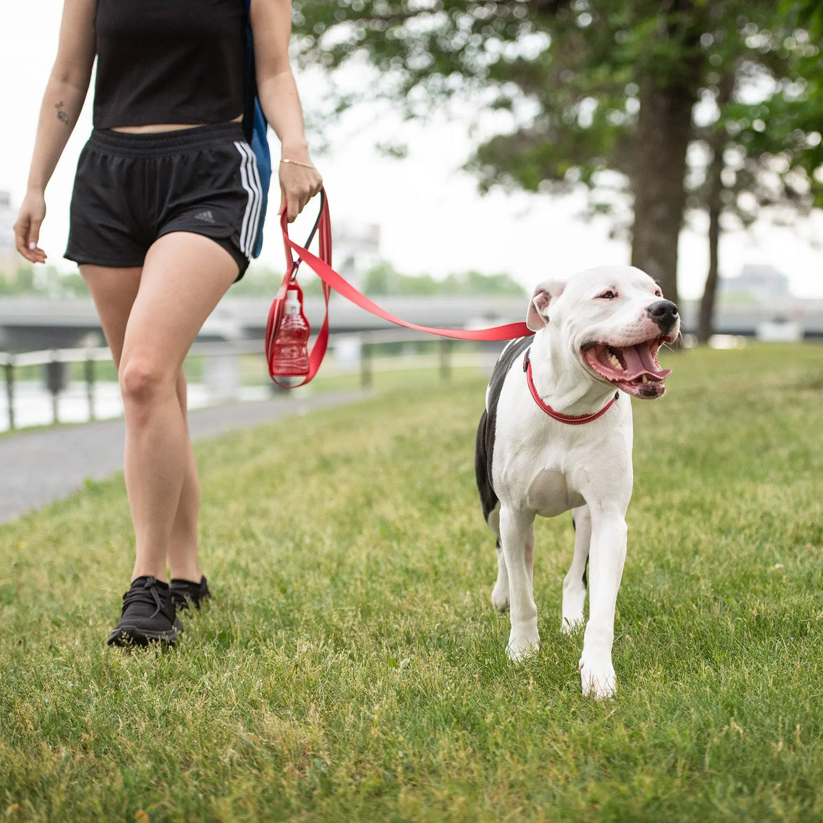 Reflective Dog Leash | Red GF PET