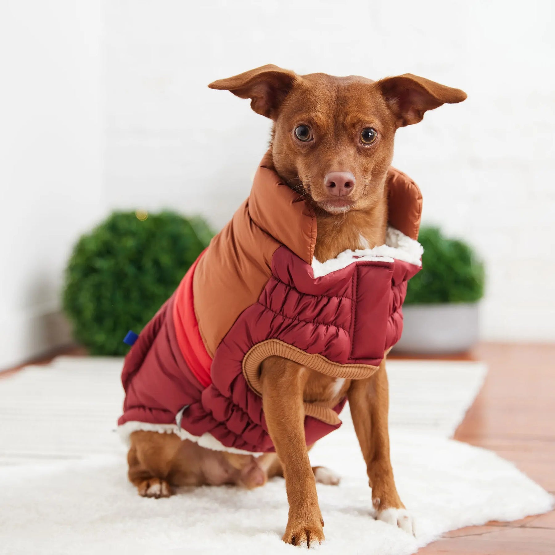 Retro Puffer | Dark Red GF PET Apparel GF Pet Official Online Store