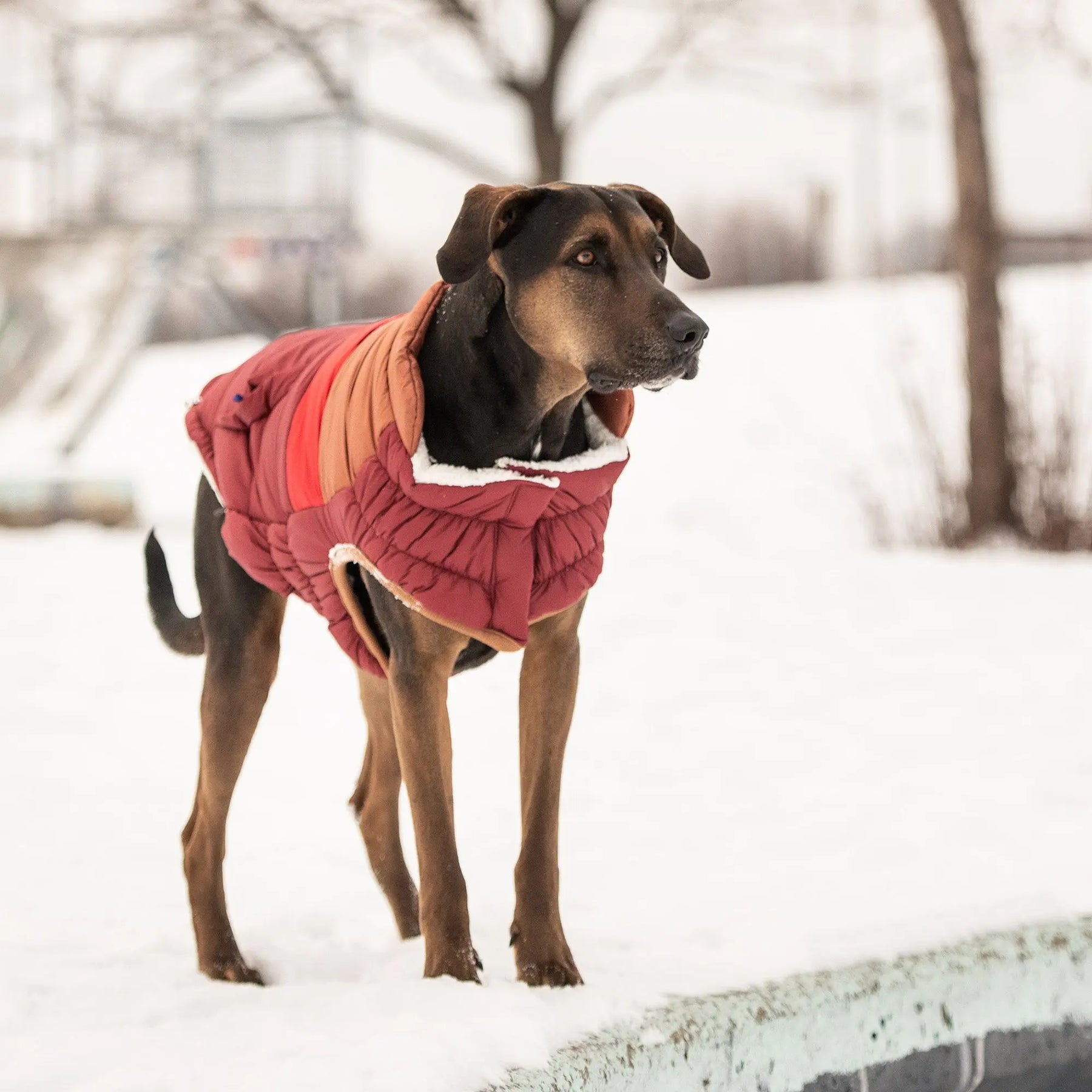 Retro Puffer | Dark Red GF PET Apparel GF Pet Official Online Store