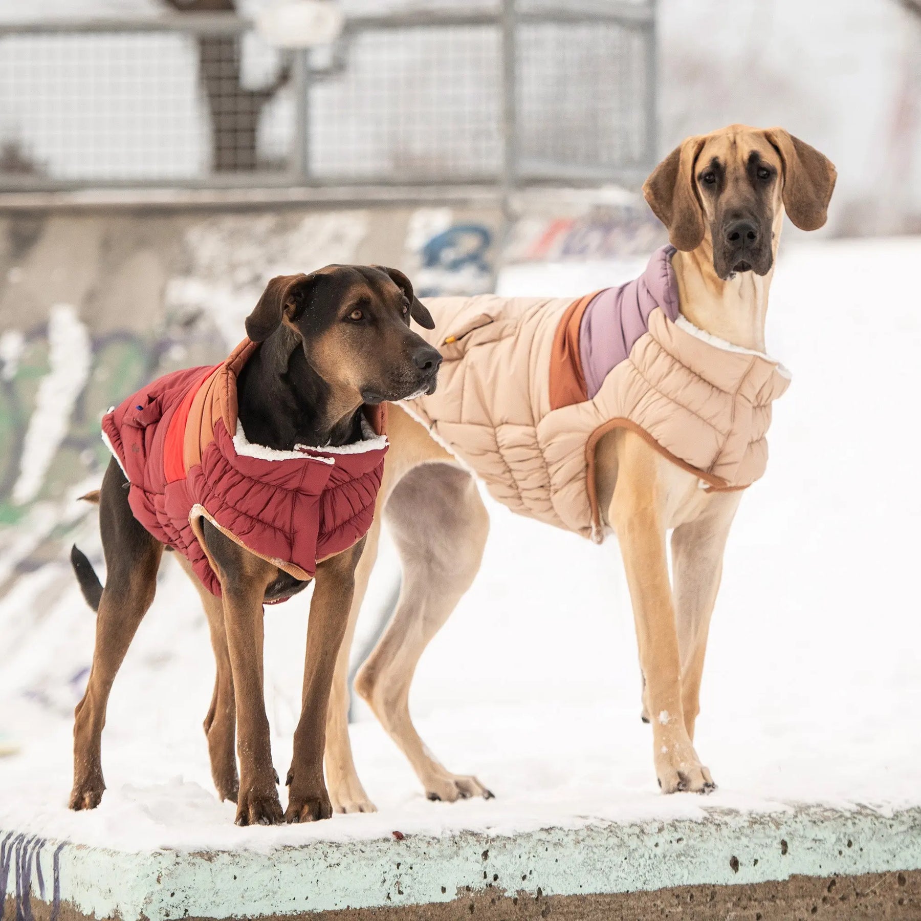 Retro Puffer | Dark Red GF PET Apparel GF Pet Official Online Store