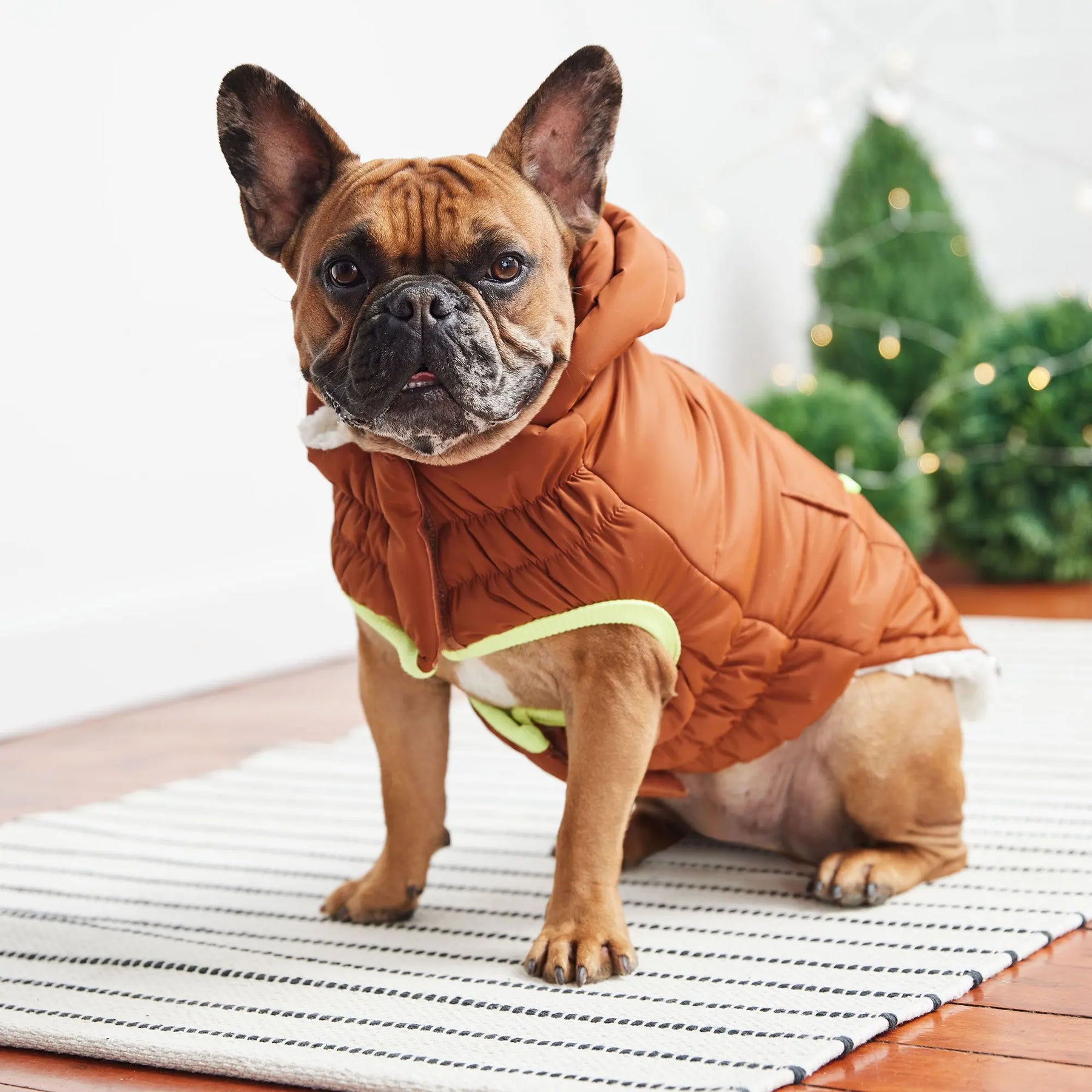 Super Puff Parka | Hazel GF PET Apparel GF Pet Official Online Store