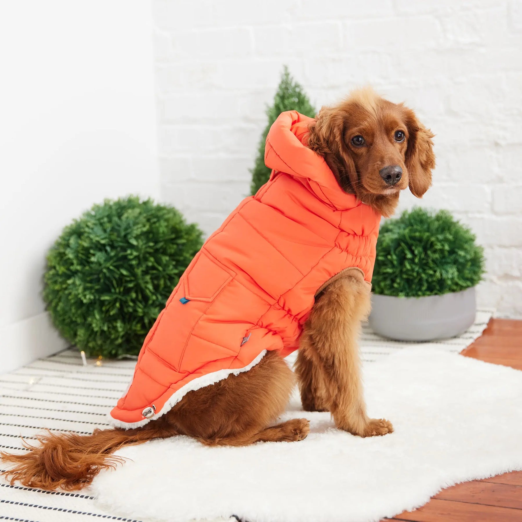 Super Puff Parka | Orange GF PET Apparel GF Pet Official Online Store
