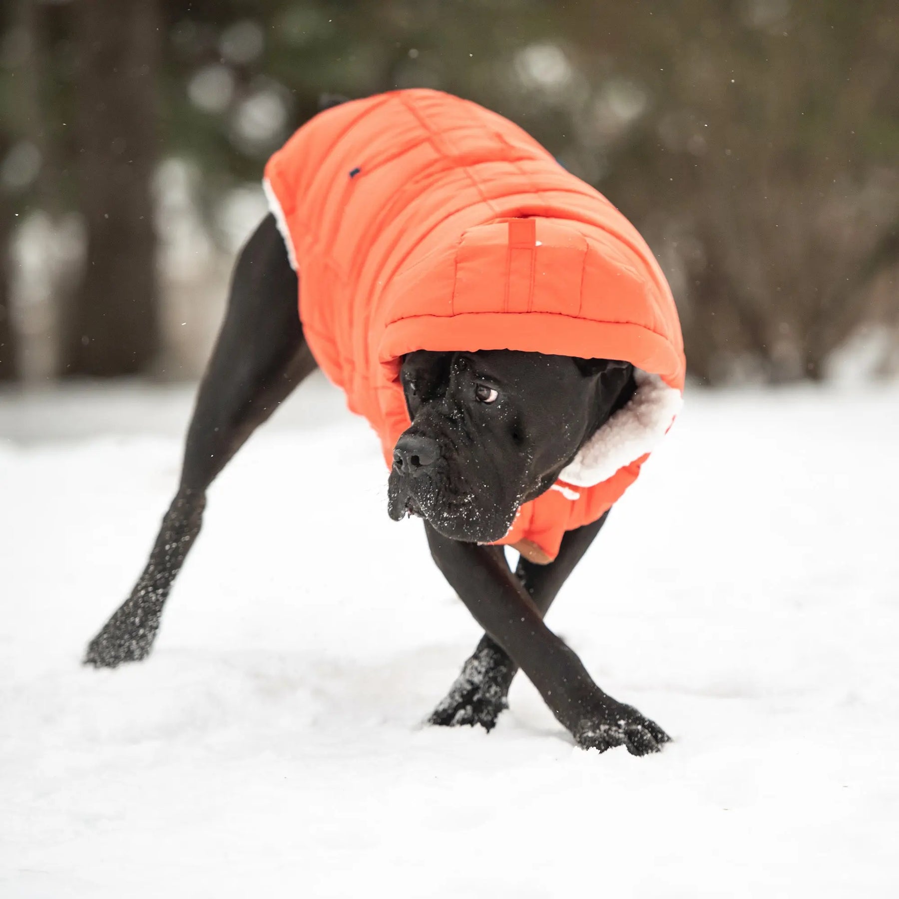 Super Puff Parka | Orange GF PET Apparel GF Pet Official Online Store
