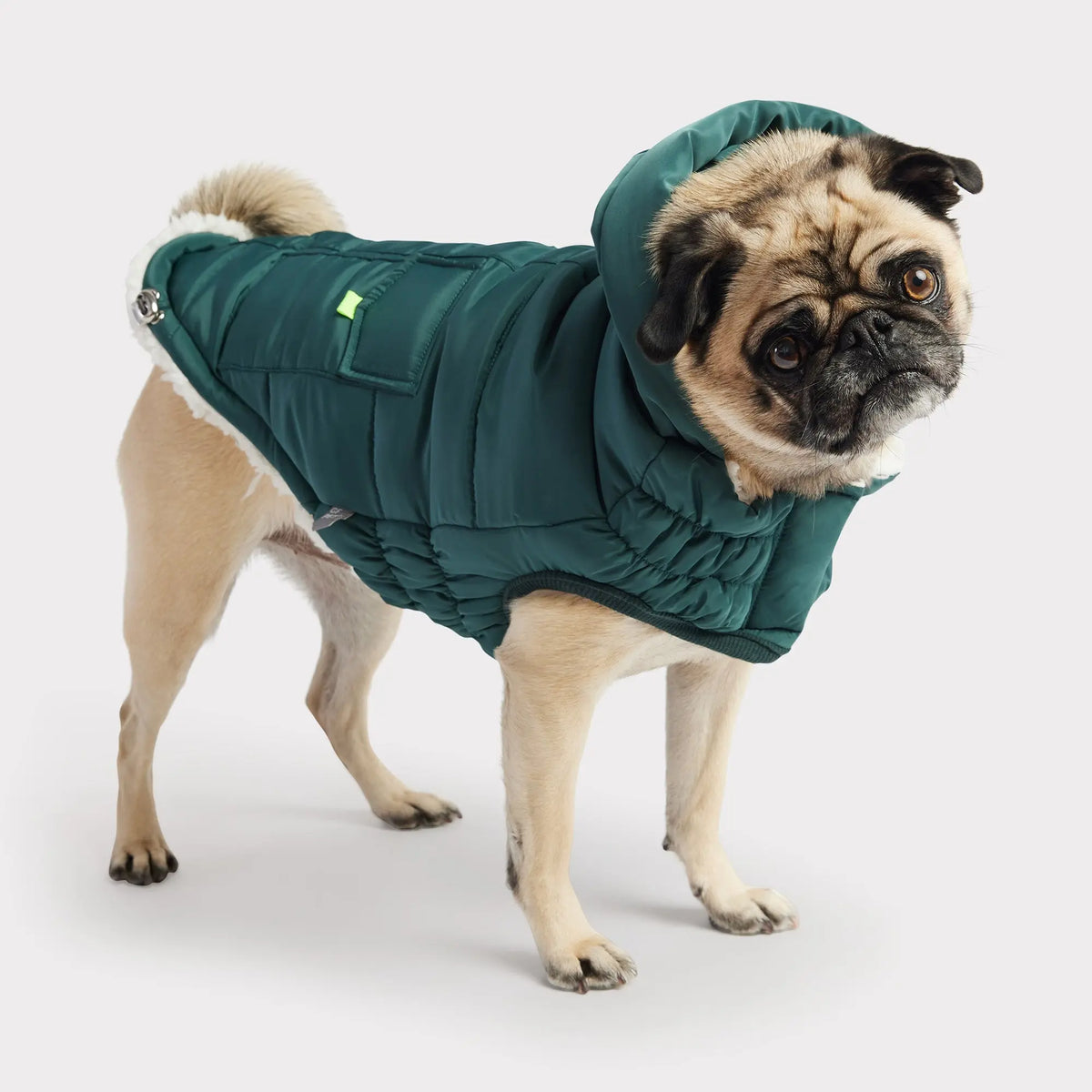 Super Puff Parka | Teal GF PET Apparel GF Pet Official Online Store