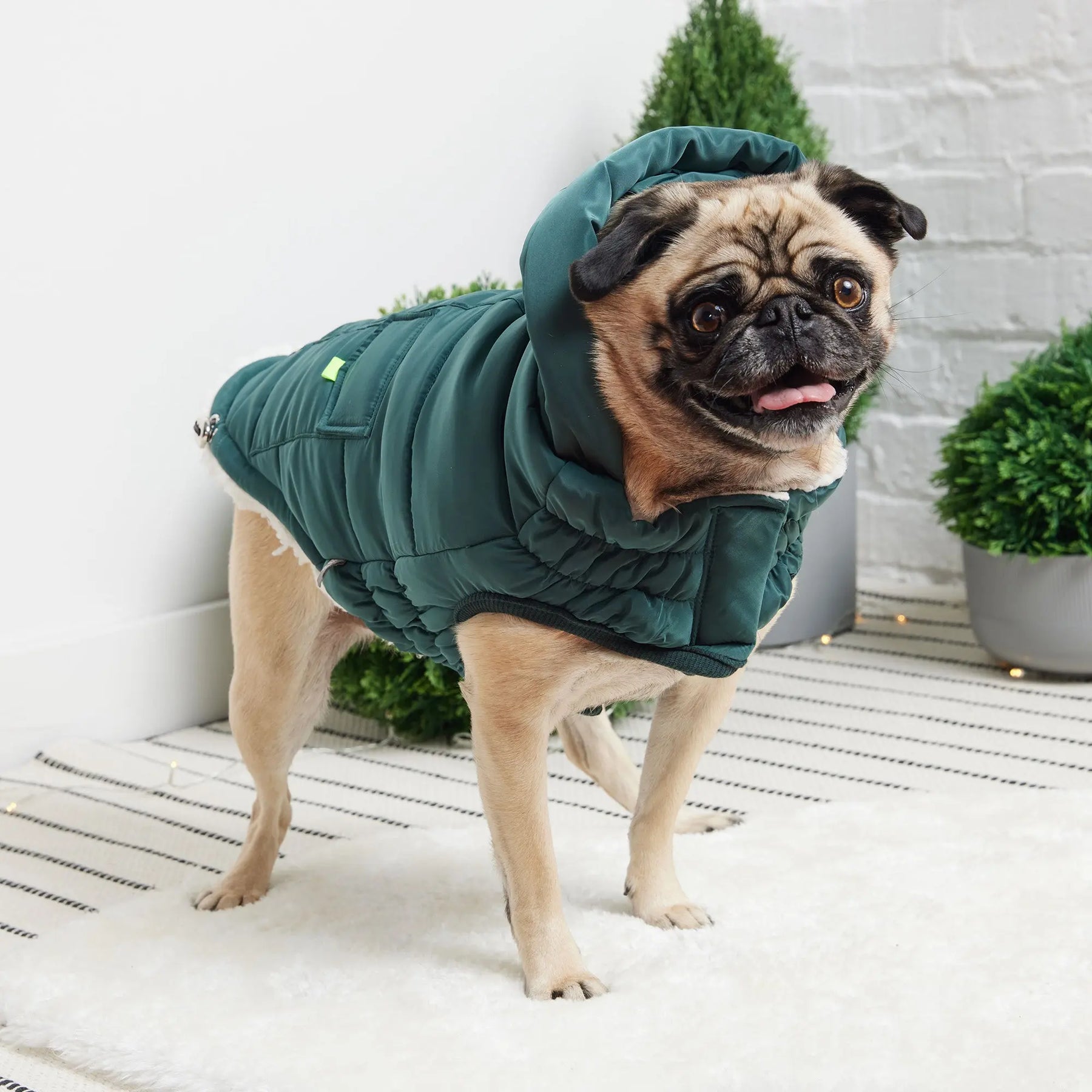 Super Puff Parka | Teal GF PET Apparel GF Pet Official Online Store