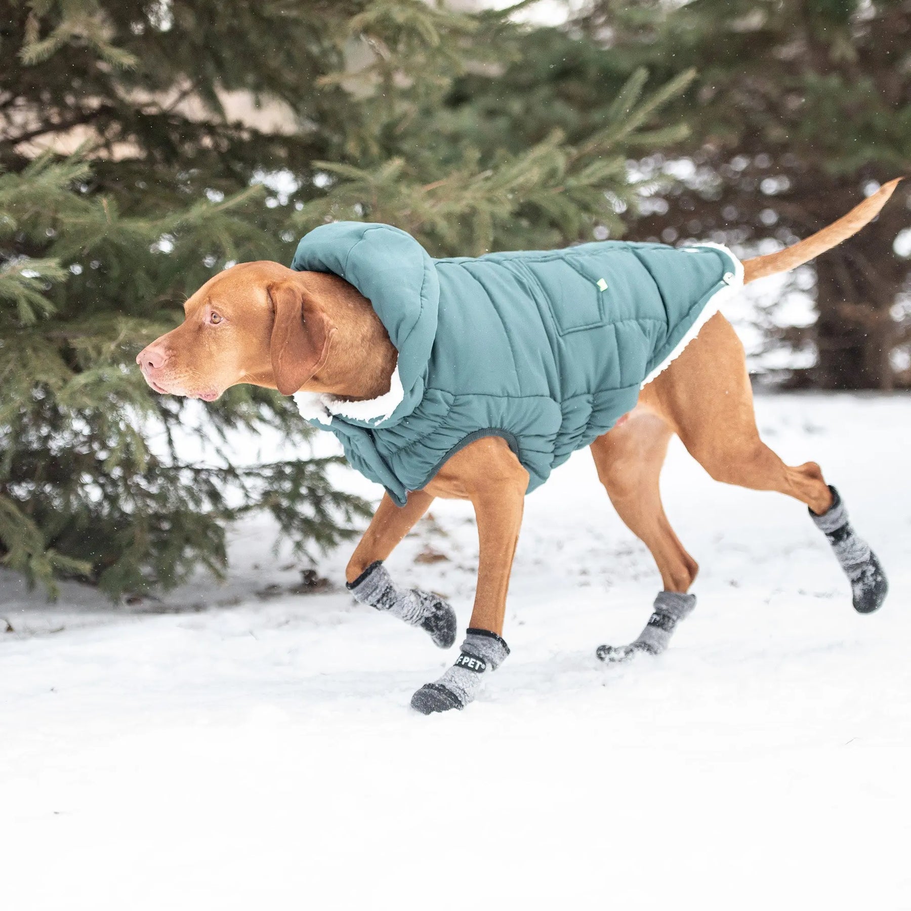 Super Puff Parka | Teal GF PET Apparel GF Pet Official Online Store
