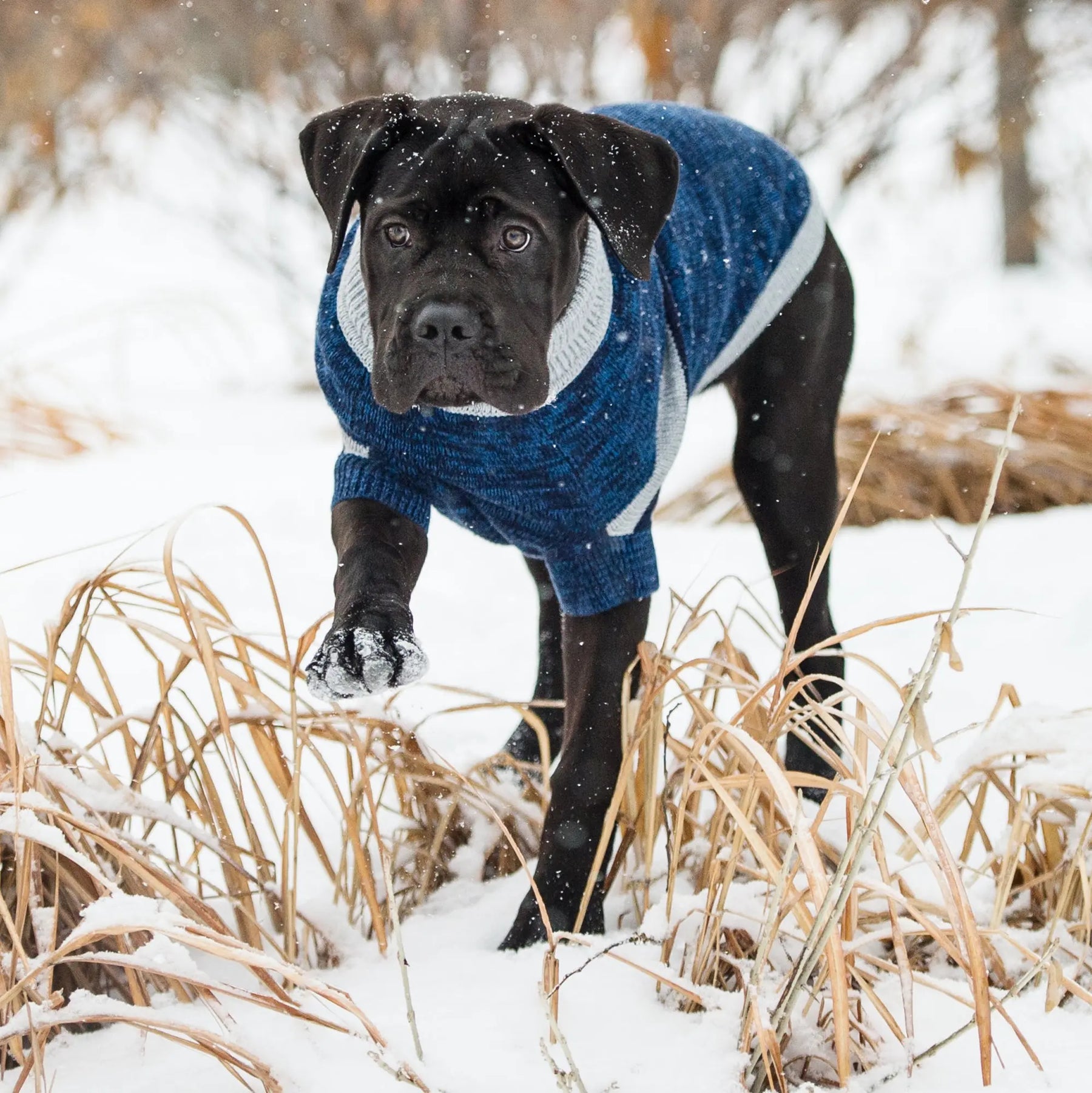 Trekking Dog Sweater | Blue GF PET Apparel GF Pet Official Online Store