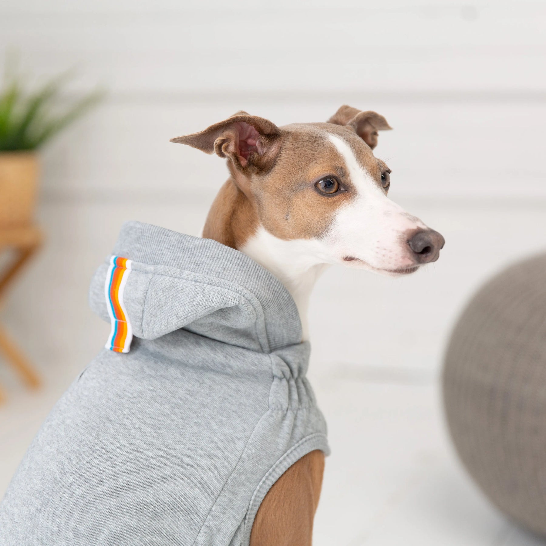 Urban Hoodie - Heather Grey GF PET