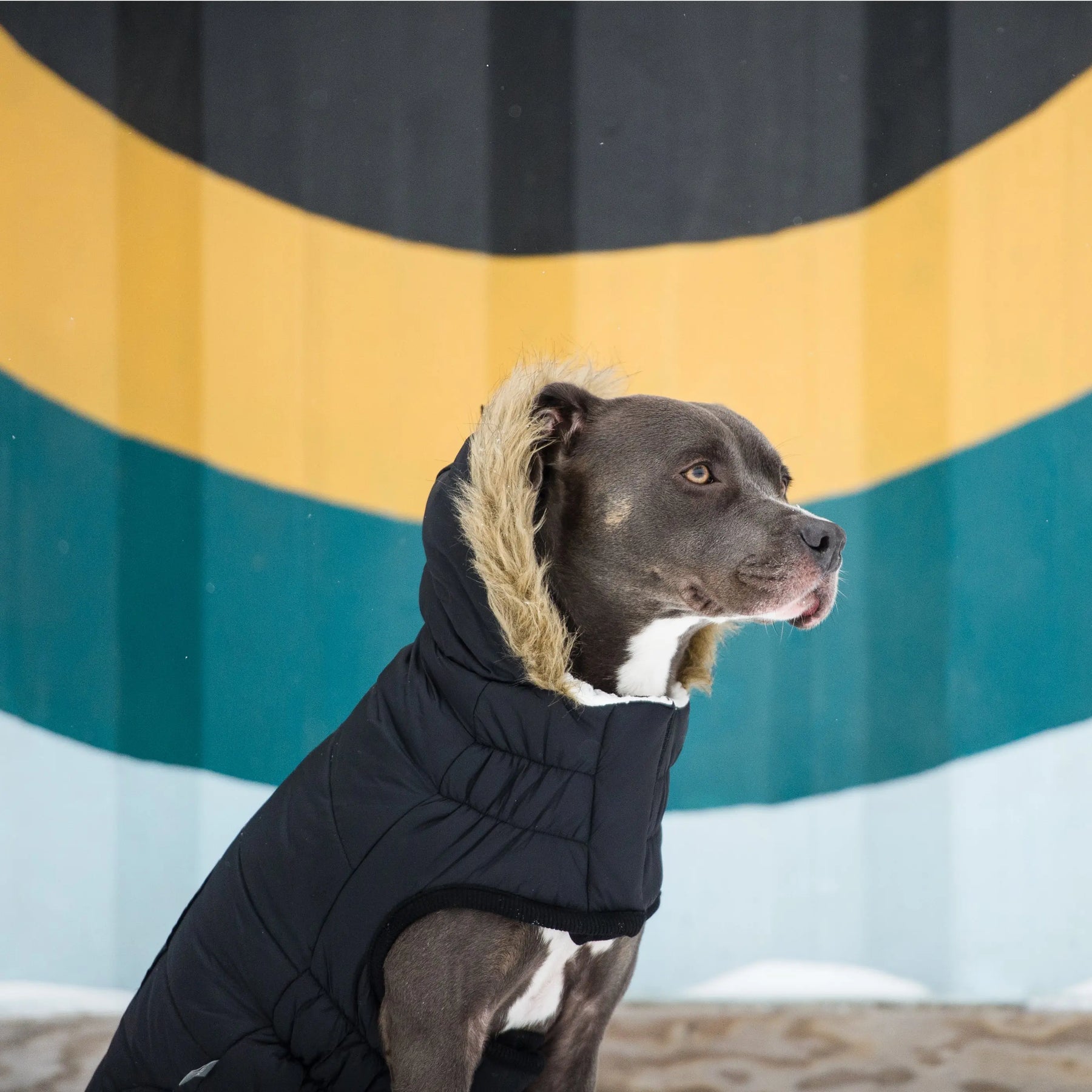 Urban Parka - Black GF PET