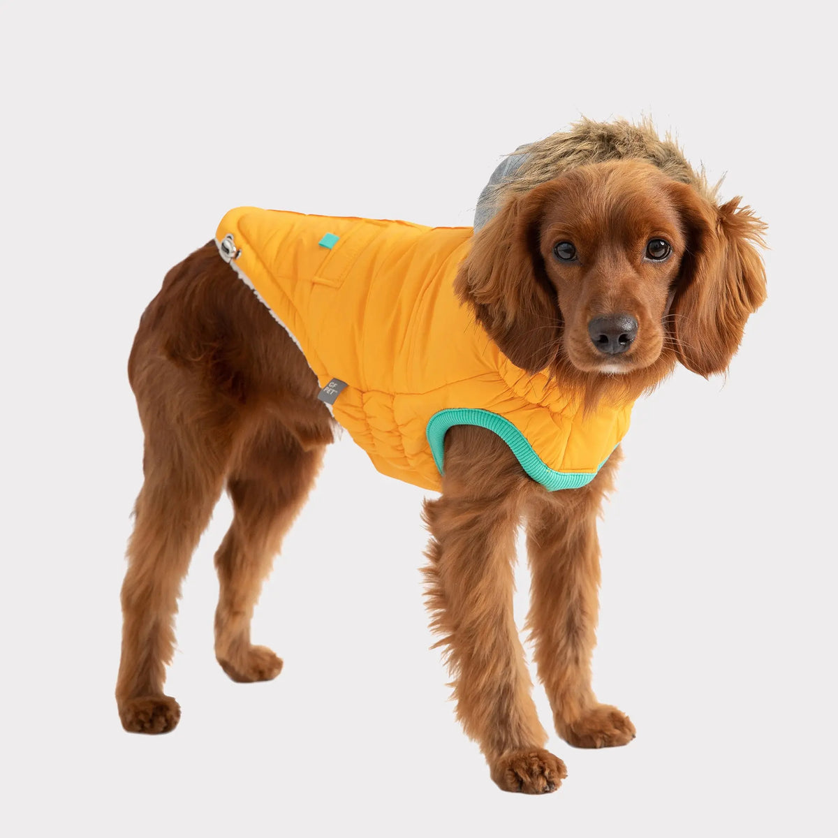 Winter Sailor Parka | Yellow GF PET