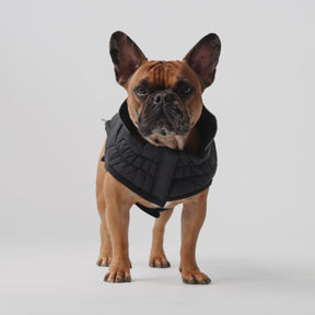 Reversible Chalet Dog Jacket | Black