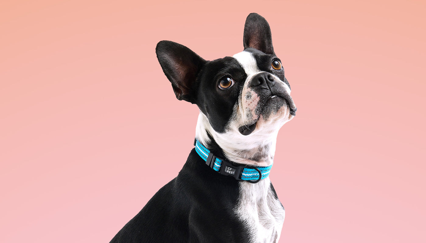 Collars, Harnesses & Leashes GF Pet Official Online Store