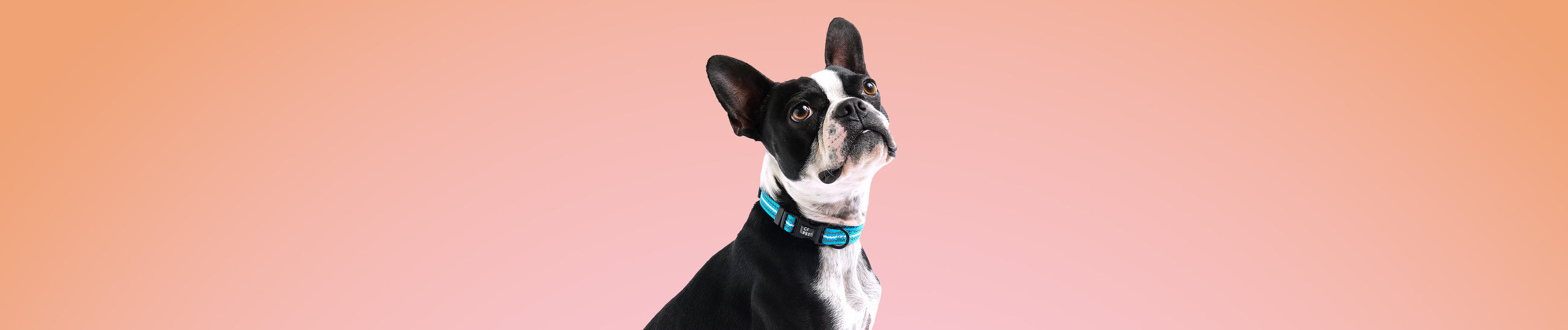 Collars, Harnesses & Leashes GF Pet Official Online Store