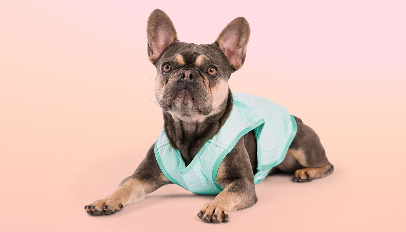 Cooling Collection GF Pet Official Online Store