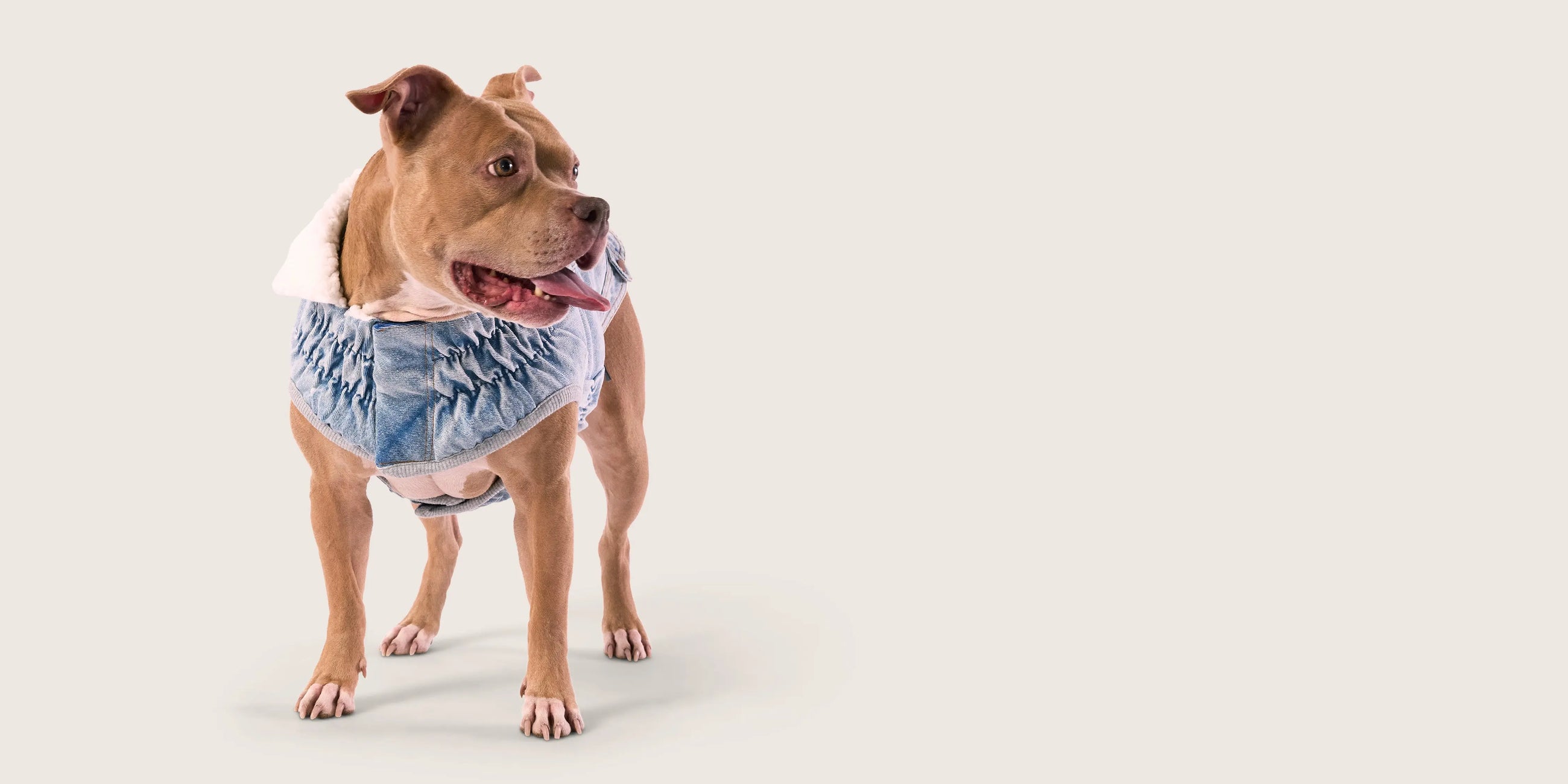 Denim GF Pet Official Online Store