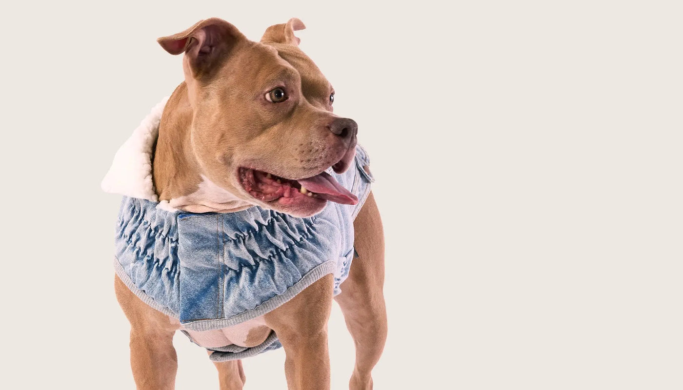 Denim GF Pet Official Online Store