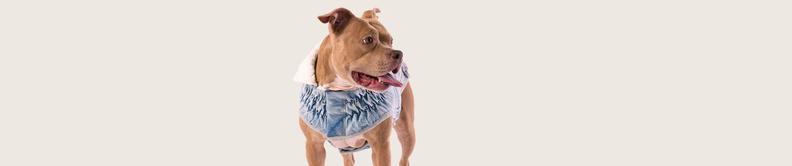 Denim GF Pet Official Online Store
