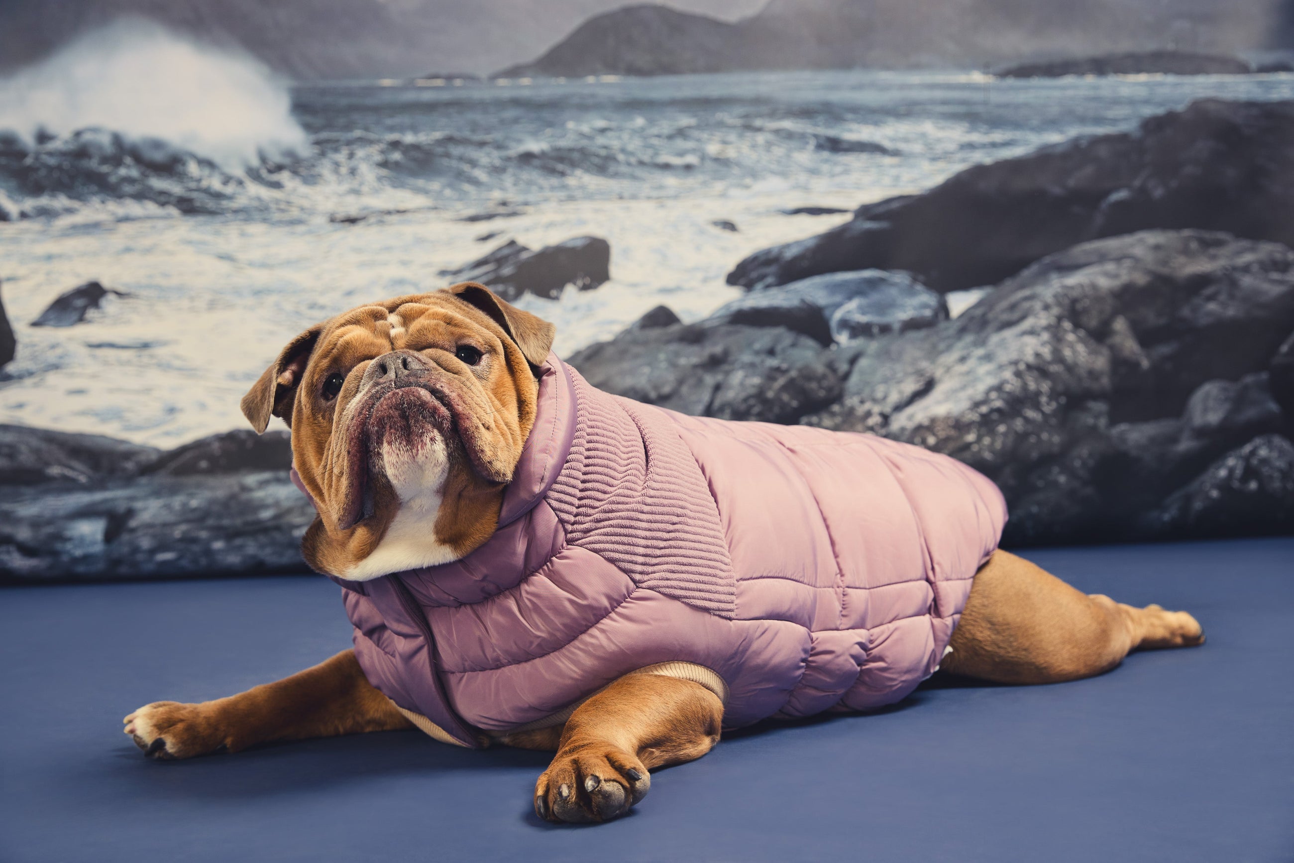 FALL-WINTER-2026 GF Pet Official Online Store