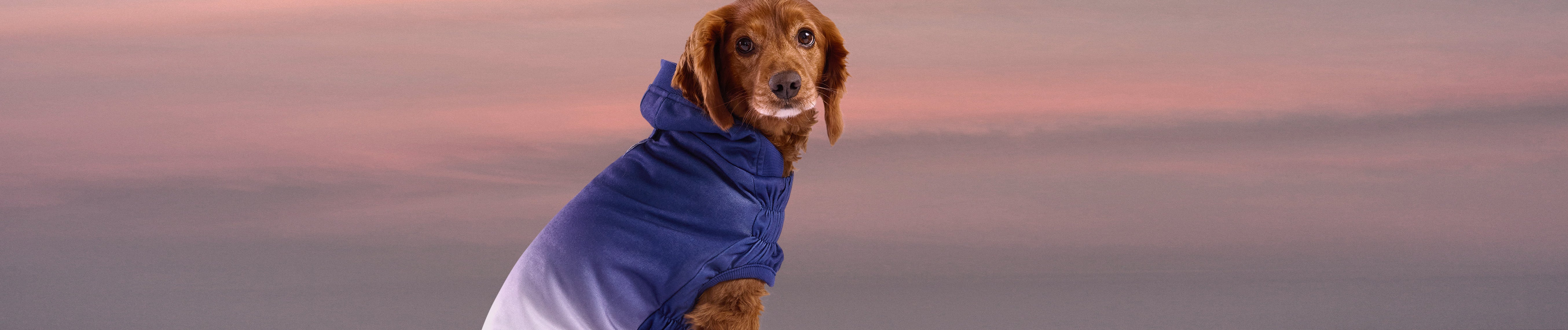 Fall Essentials - GF Pet Official Online Store