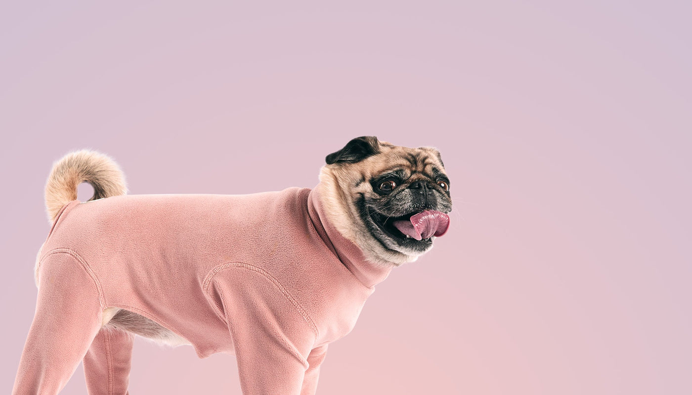 GF Pet "Treat Card" | Gift Cards