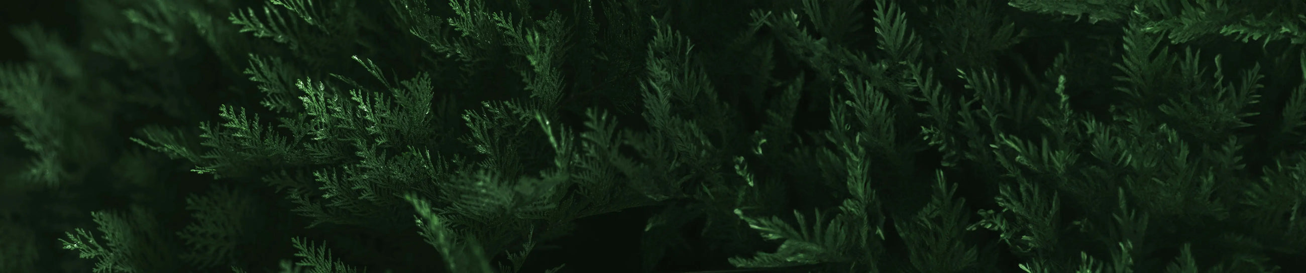 GIFTS-FOR-THE-DOG-LOVER GF Pet Official Online Store