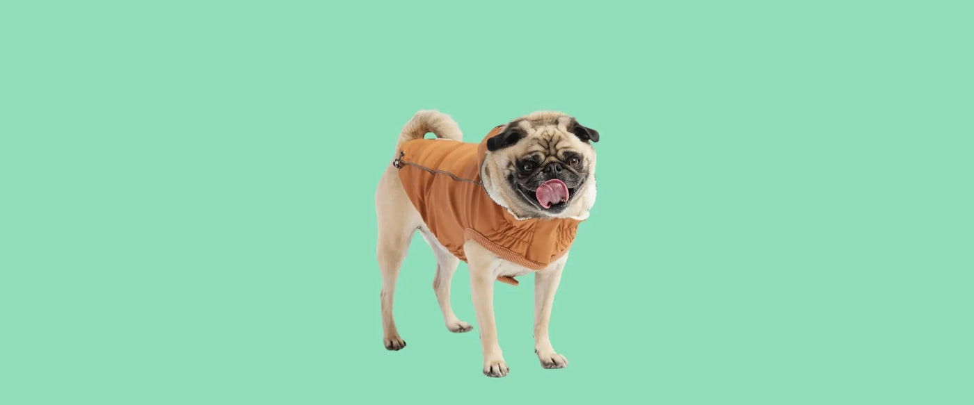 Insulated Dog Raincoats