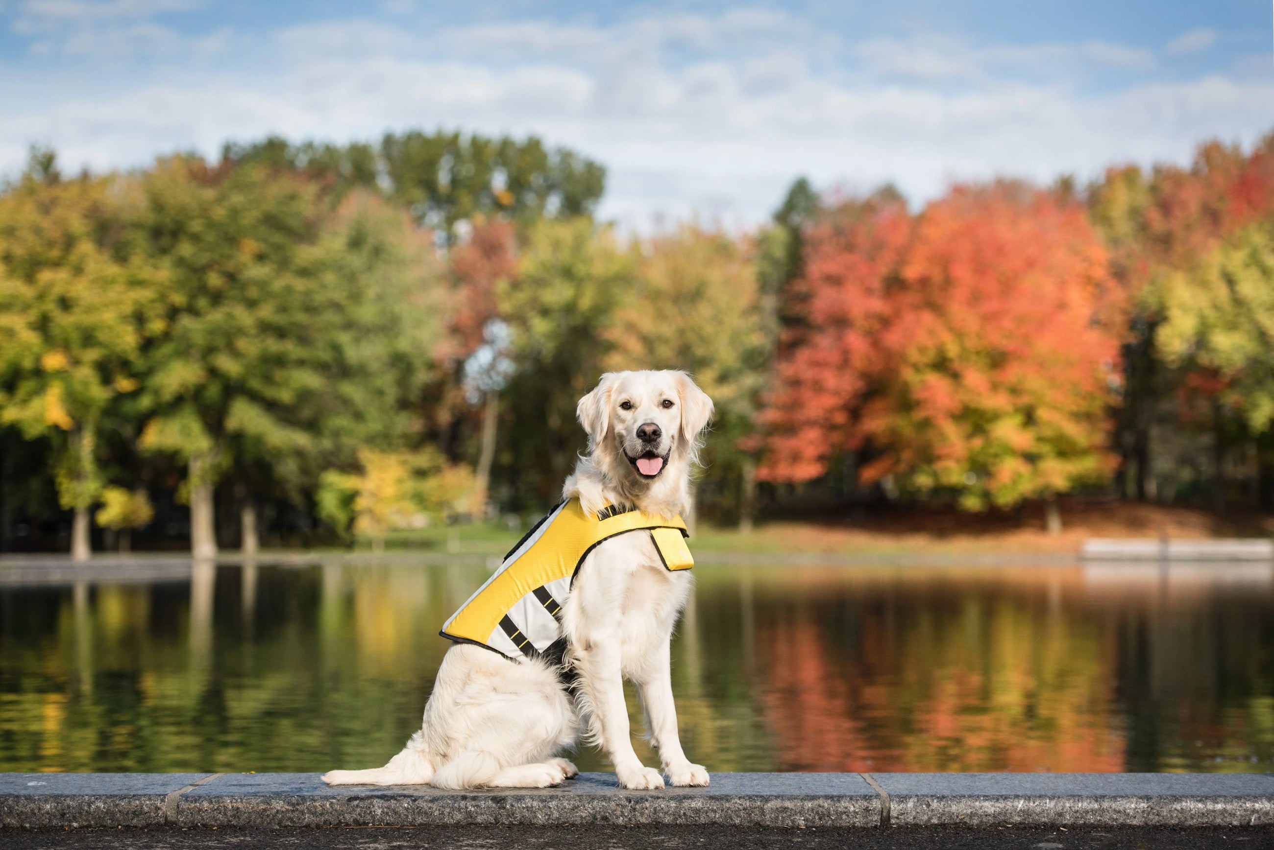 NATIONAL-ANIMAL-SAFETY-MONTH GF Pet Official Online Store