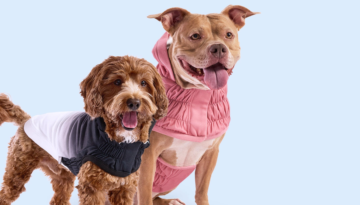 NEW GF Pet Official Online Store