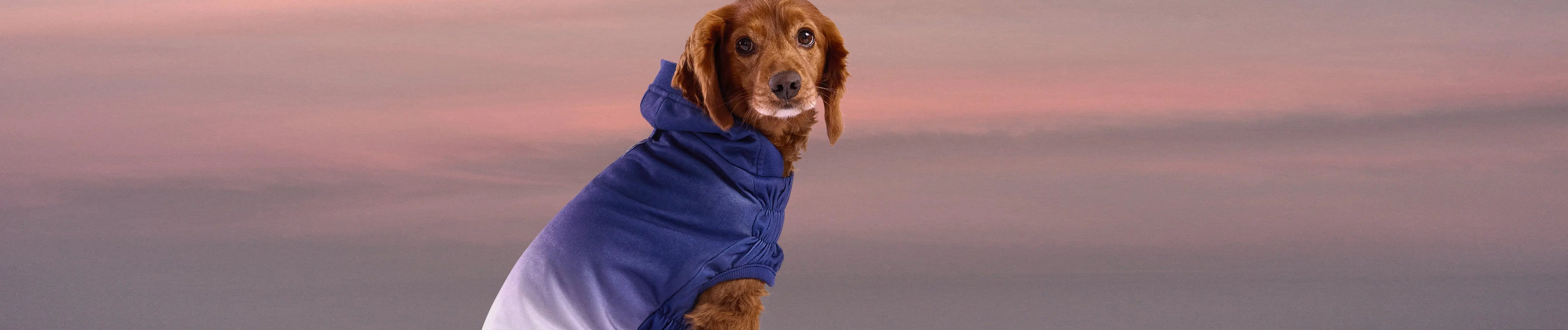 Sweaters & Hoodies GF Pet Official Online Store