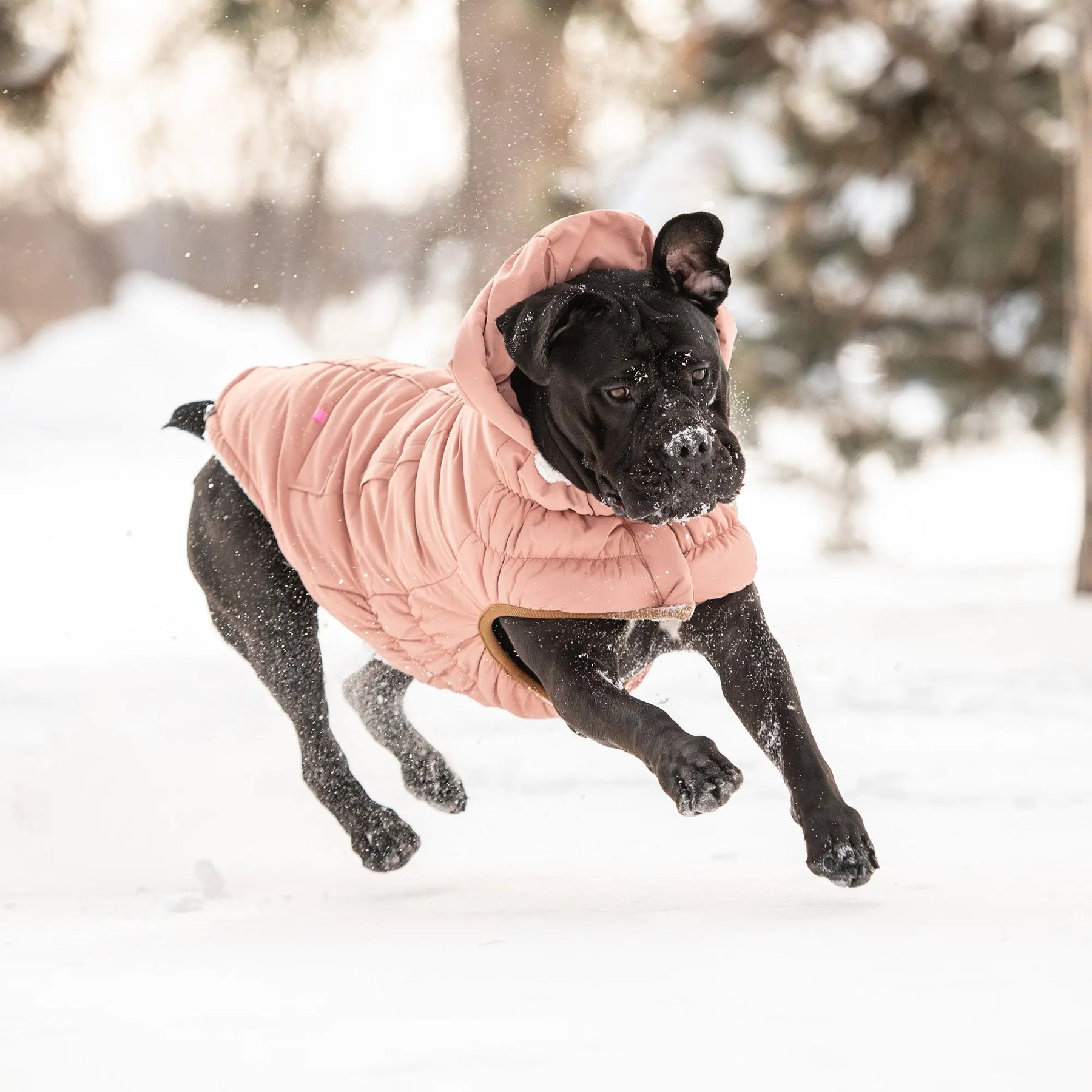 Arctic Parka | Dog Coat | Clay GF PET Apparel GF Pet Official Online Store