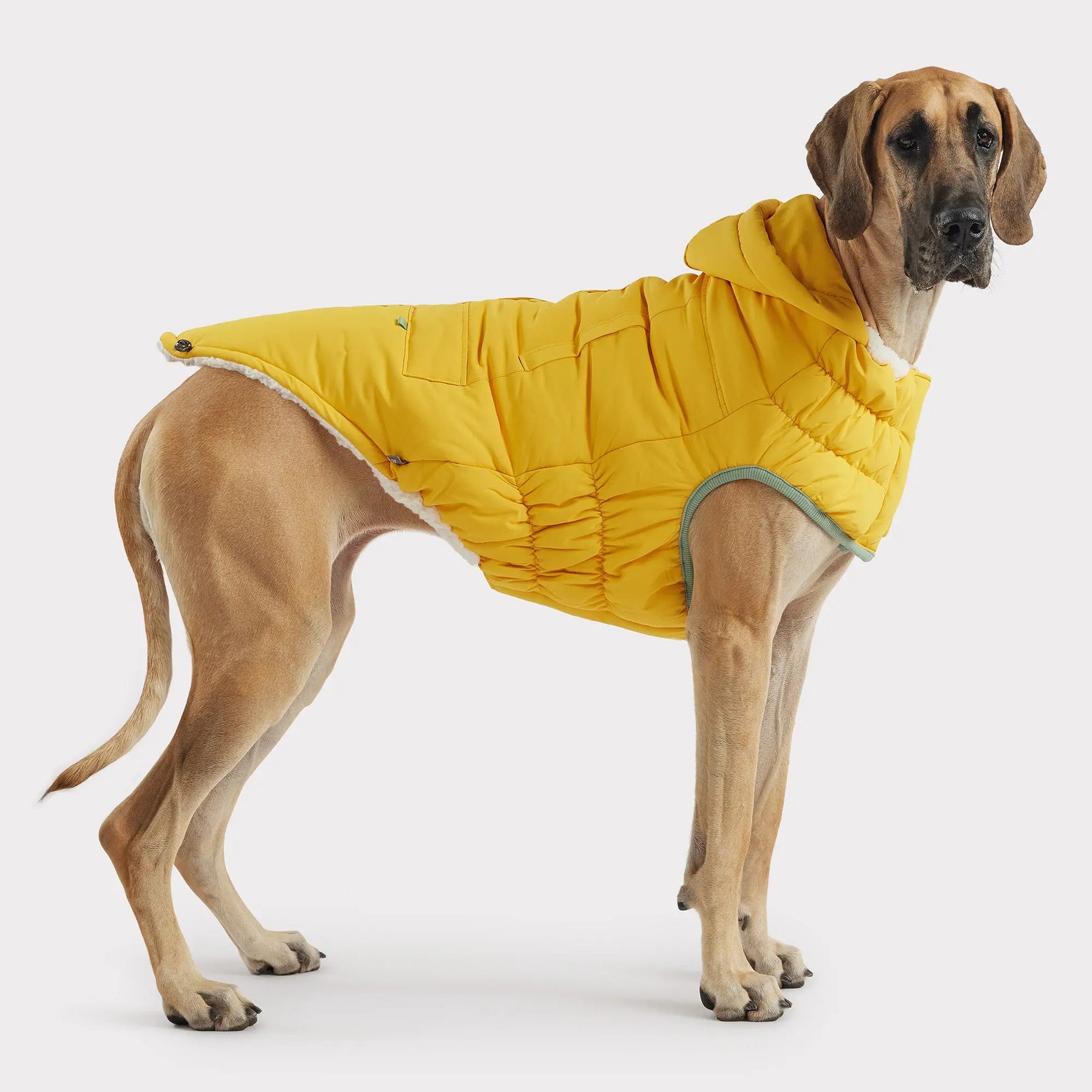 Arctic Parka | Dog Coat | Yellow GF PET Apparel GF Pet Official Online Store