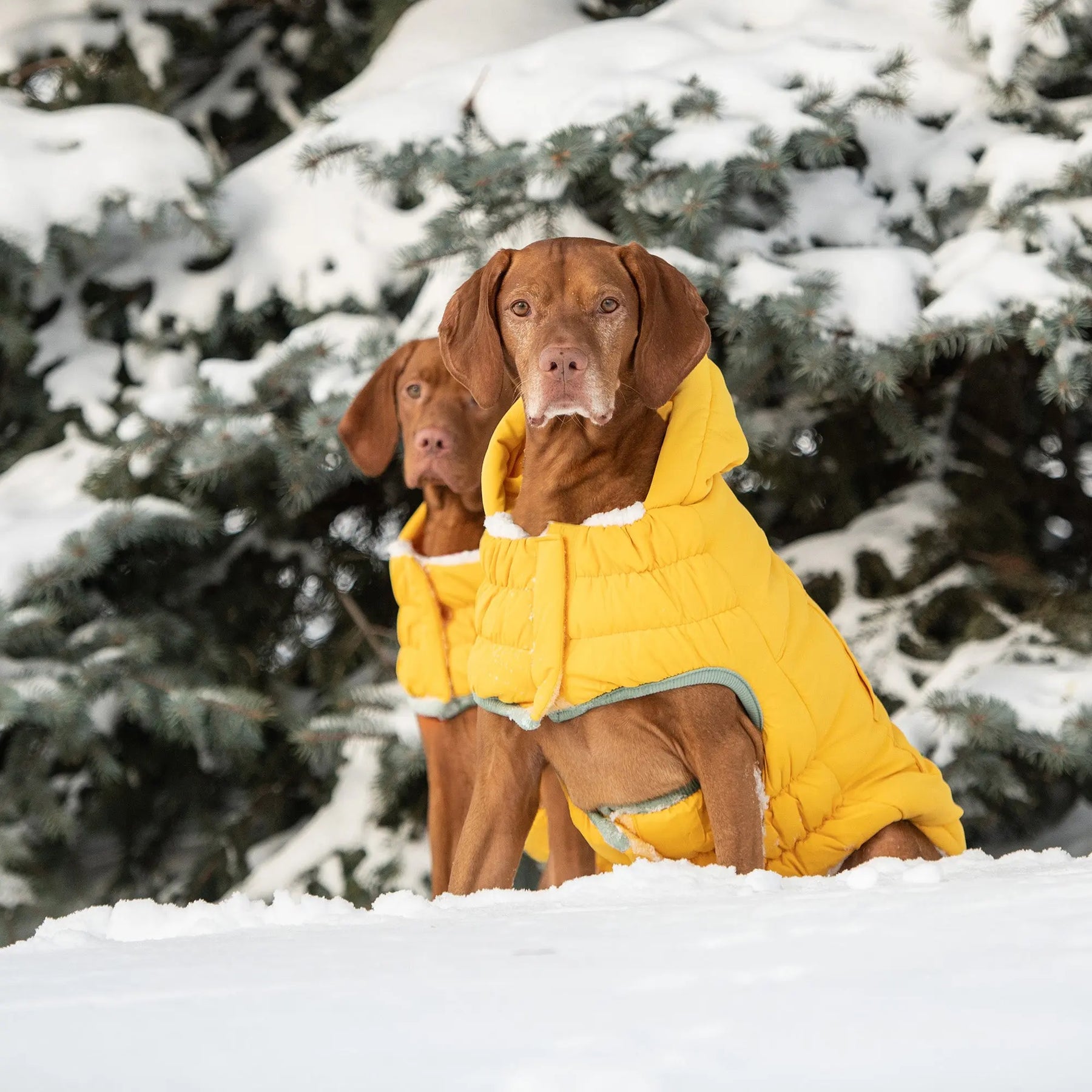 Arctic Parka | Dog Coat | Yellow GF PET Apparel GF Pet Official Online Store