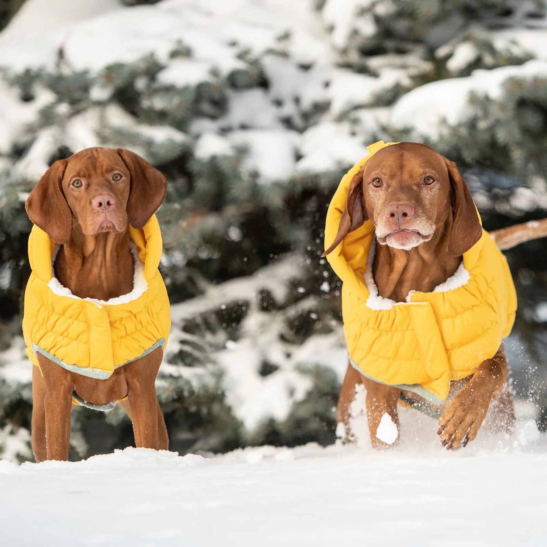 Arctic Parka | Dog Coat | Yellow GF PET Apparel GF Pet Official Online Store