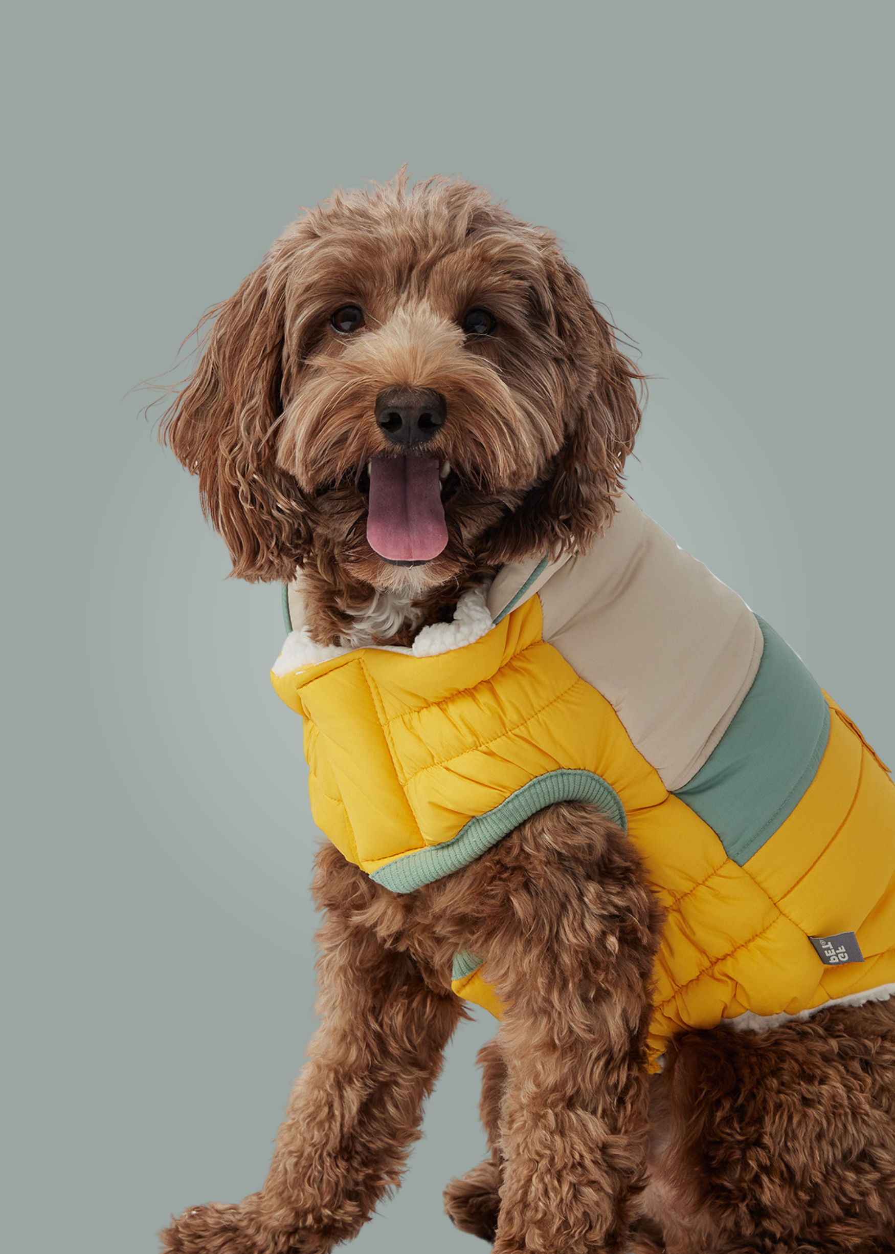Dogs clothes top shop near me