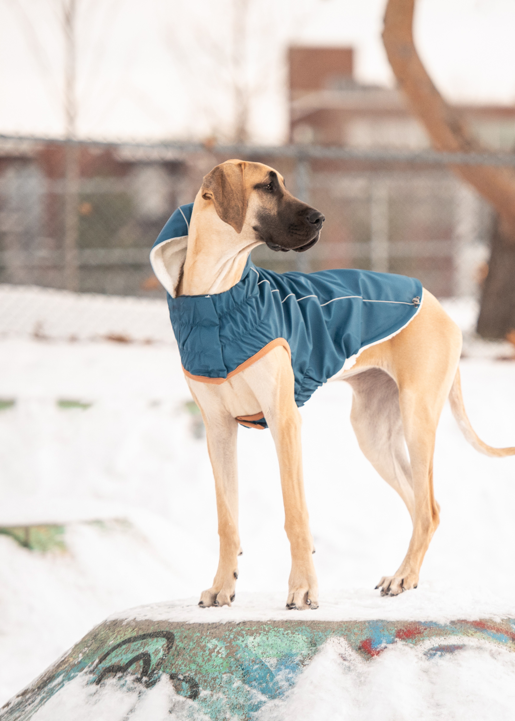Cheap dog jackets deals