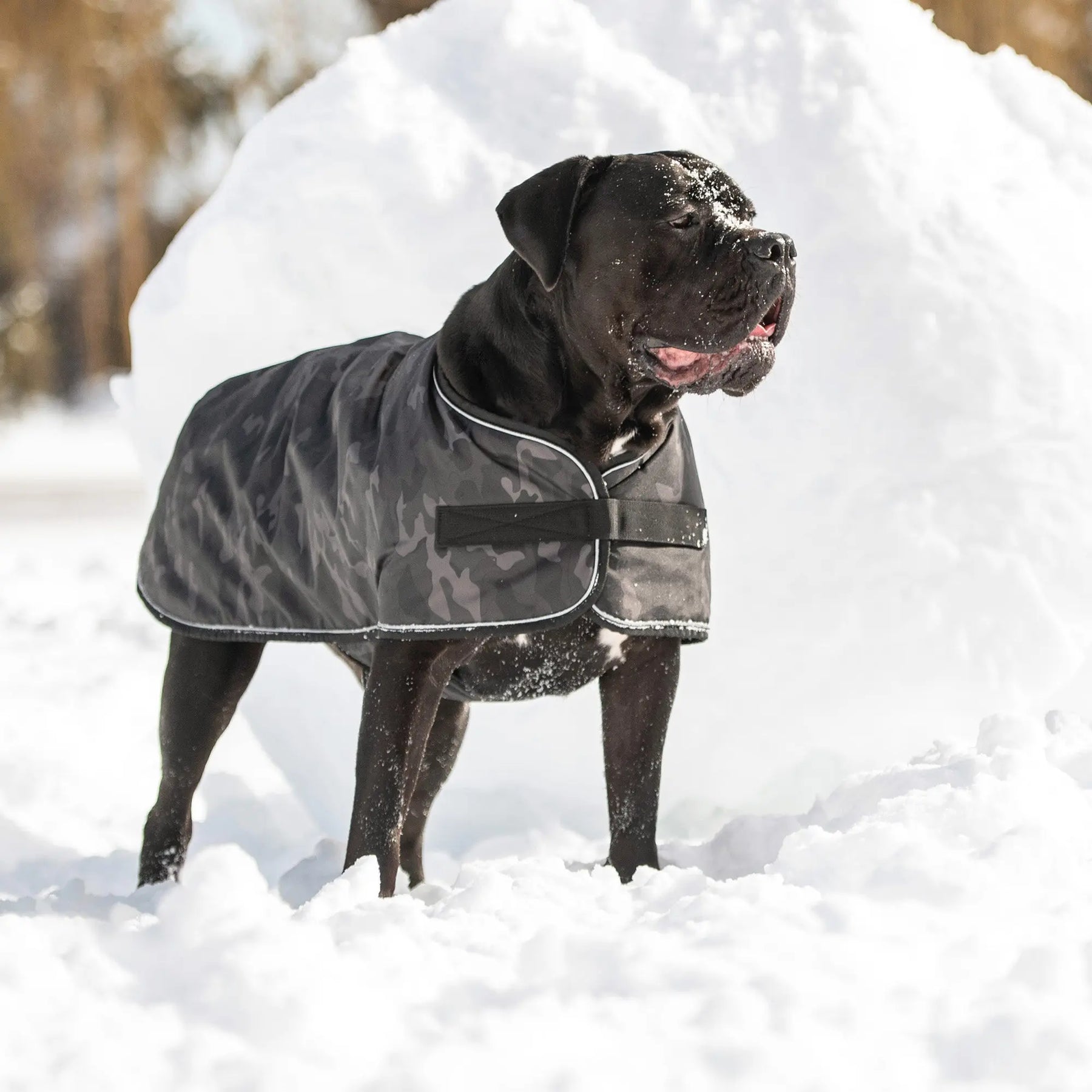 Blanket Dog Jacket | Camo GF PET Apparel GF Pet Official Online Store