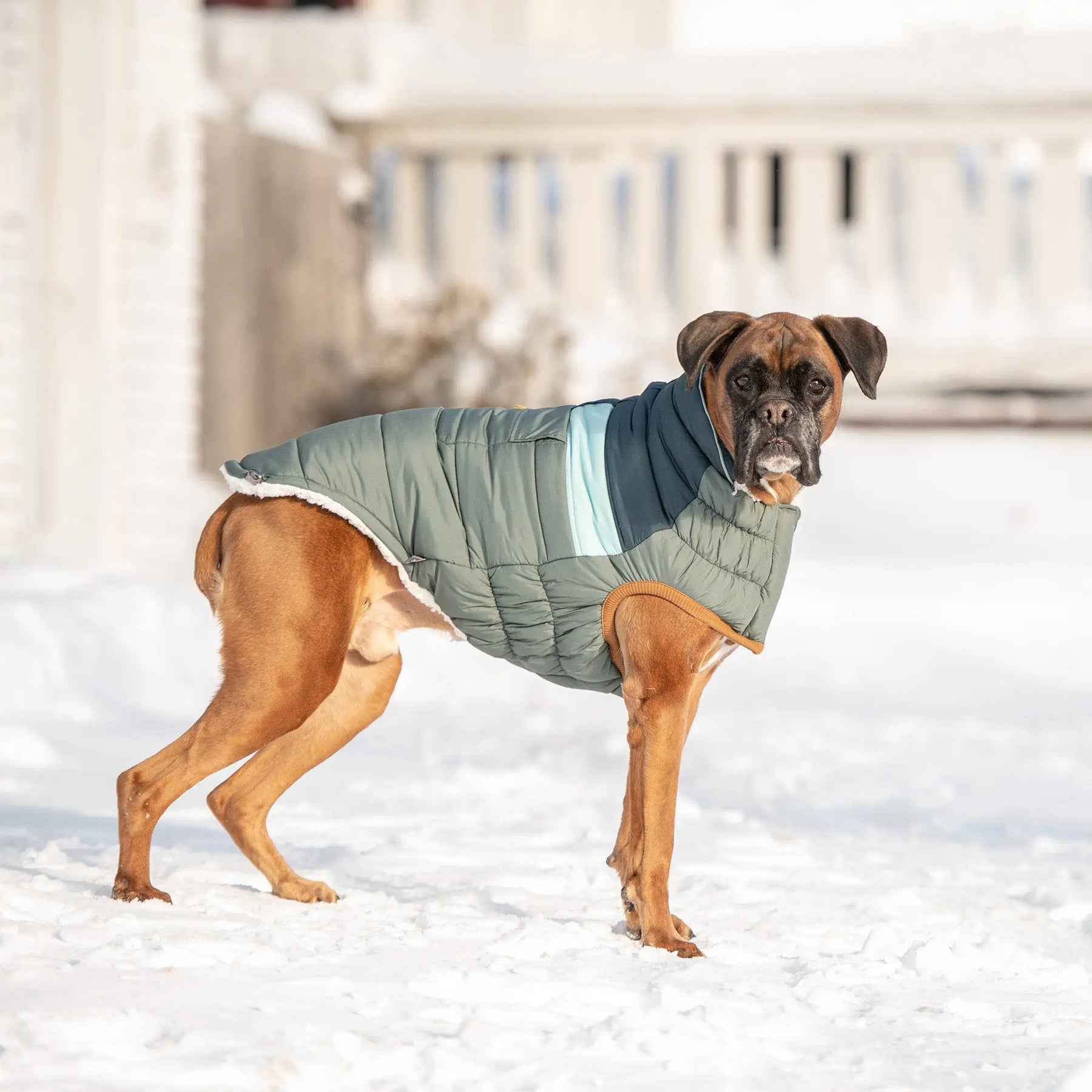 Camplife Puffer |  Dog Coat | Sage GF Pet Official Online Store Apparel GF Pet Official Online Store