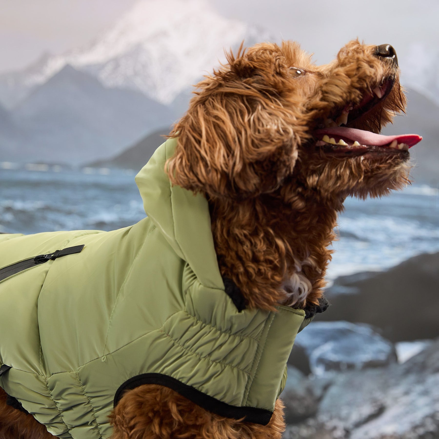 Cold Mountain Puffer | Cherry Frost GF Pet Official Online Store Apparel GF Pet Official Online Store