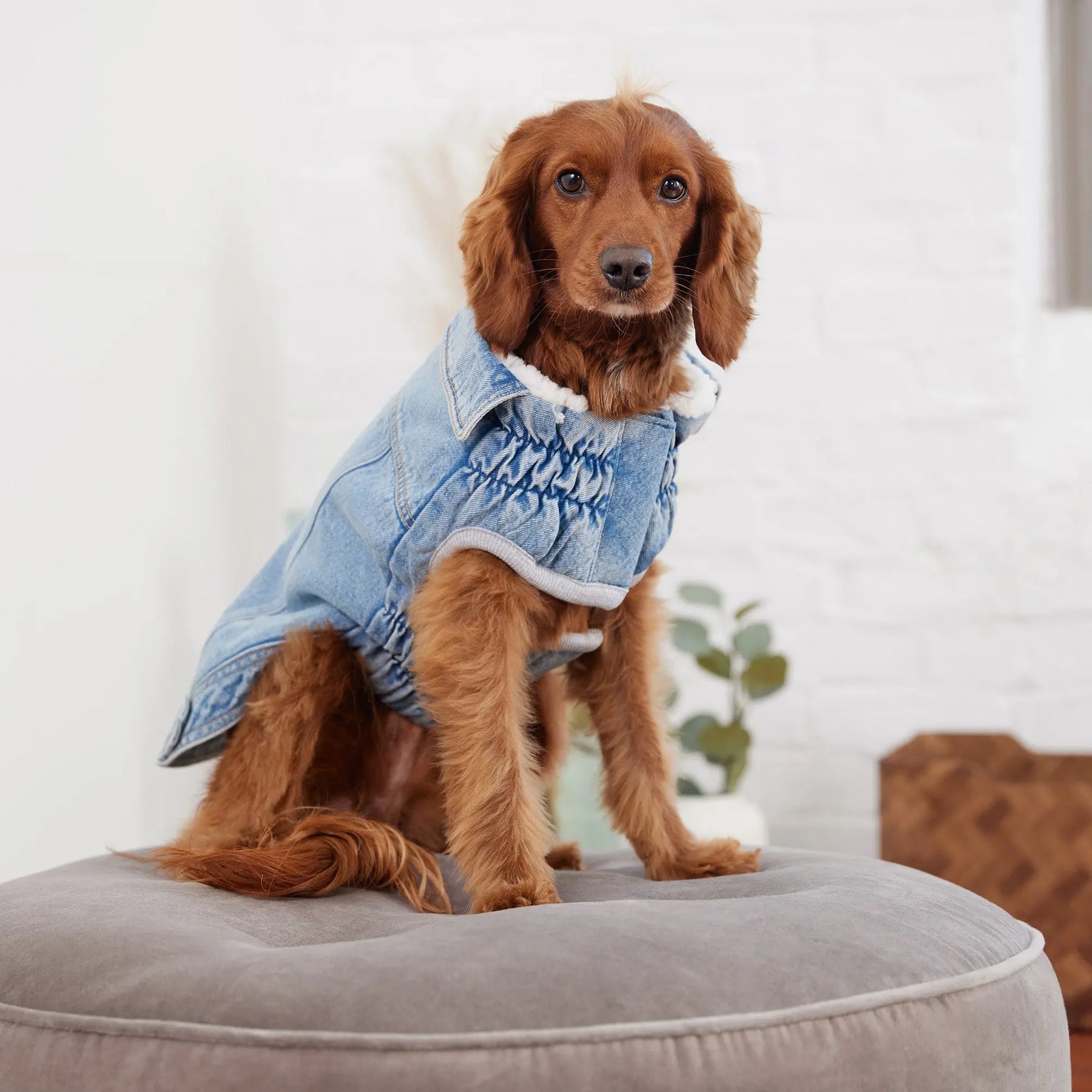 Denim Dog Jacket | Light Wash Denim | GF Pet Official Online Store Denim Dog Jacket | Light Wash Denim | GF Pet Official Online Store