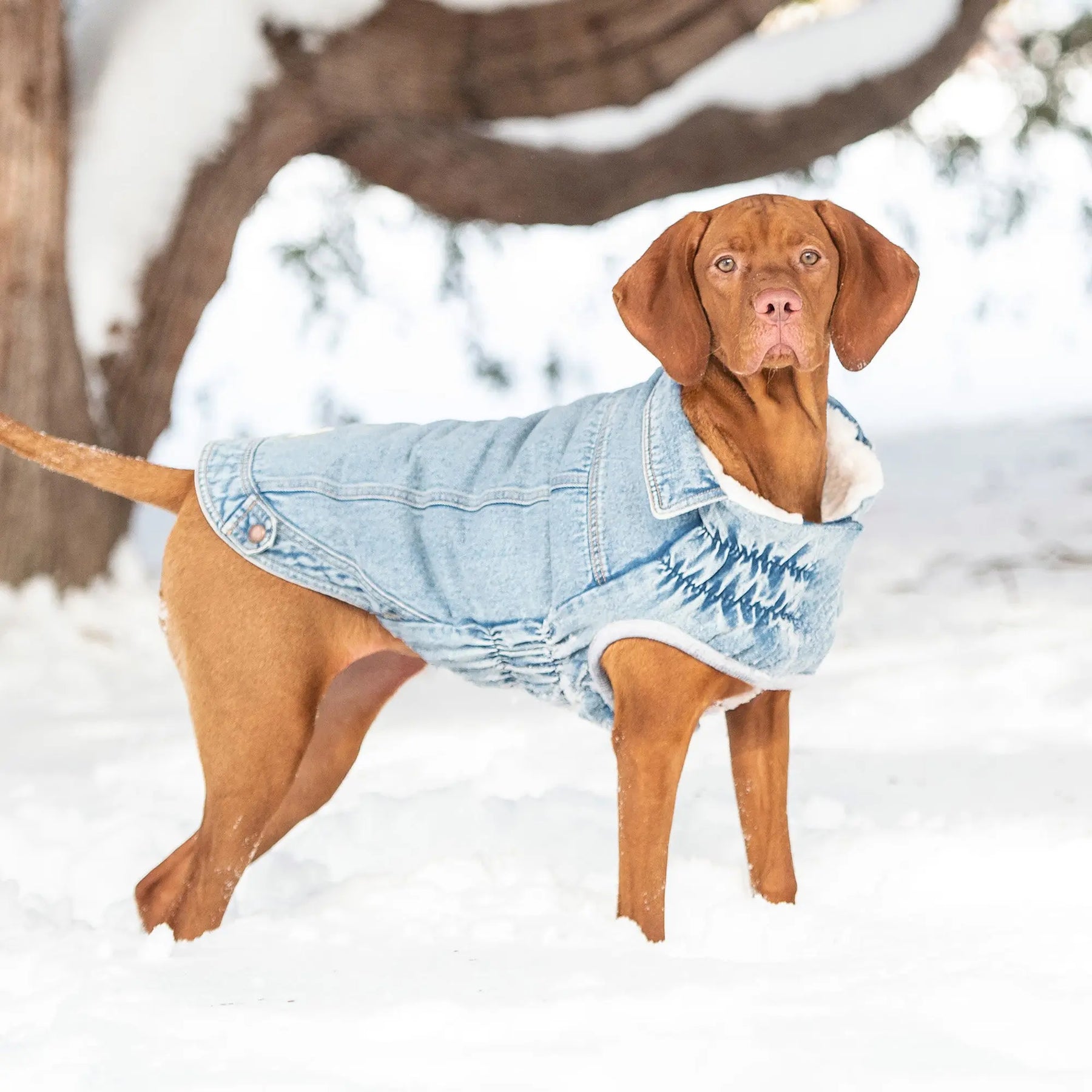 Denim Dog Jacket | Light Wash Denim | GF Pet Official Online Store Denim Dog Jacket | Light Wash Denim | GF Pet Official Online Store